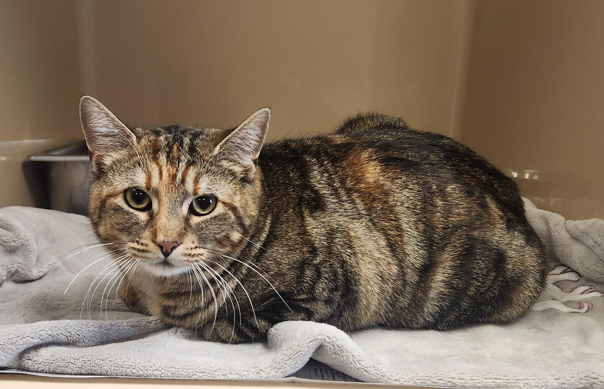 Zanzibar, ADOPTABLE, Young Female Domestic Short Hair.