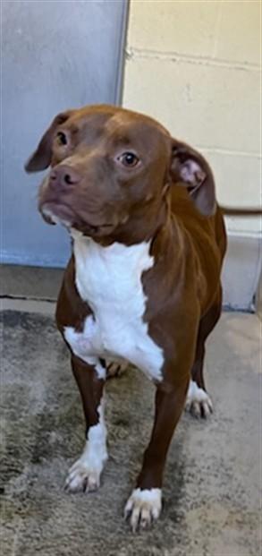 Enlarge PUMPKIN, a Adoptable mixed breed in Lexington, SC image 1/1