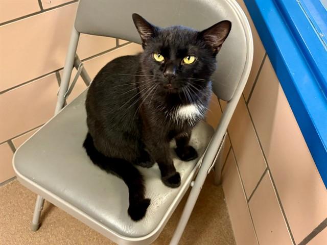EMMETT, Adoptable, Adult Male Domestic Short Hair.