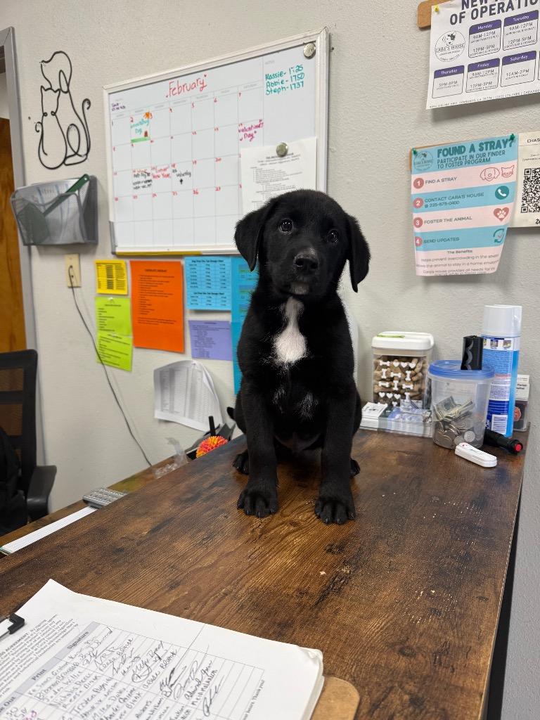 Enlarge Poker, a Adoptable Labrador Retriever in Sorrento, LA image 1/1