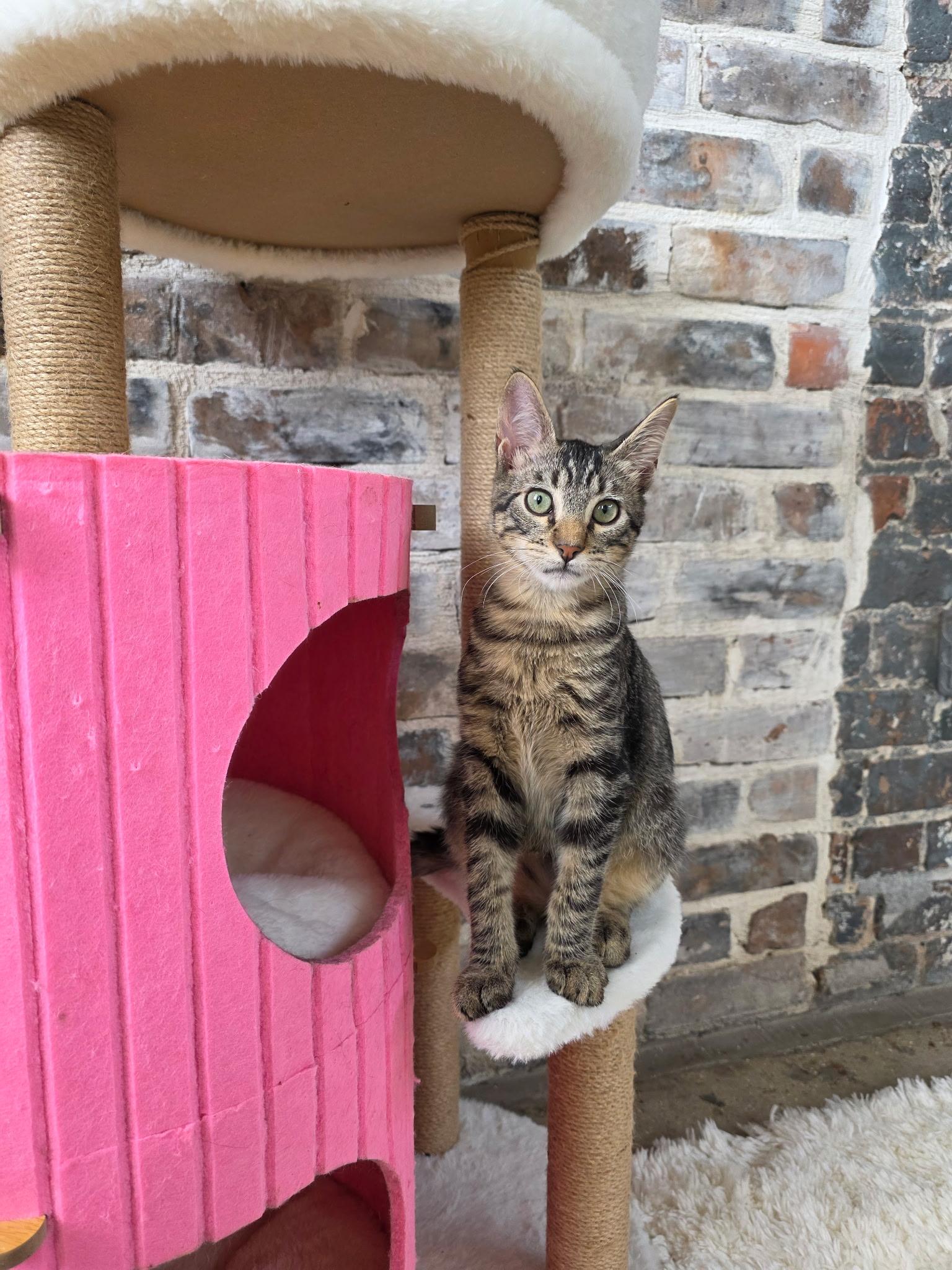 Ena, a Adoptable Tabby in New Orleans, LA image 2/2