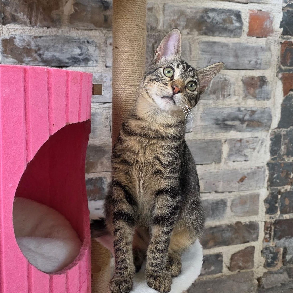 Ena, a Adoptable Tabby in New Orleans, LA image 1/2