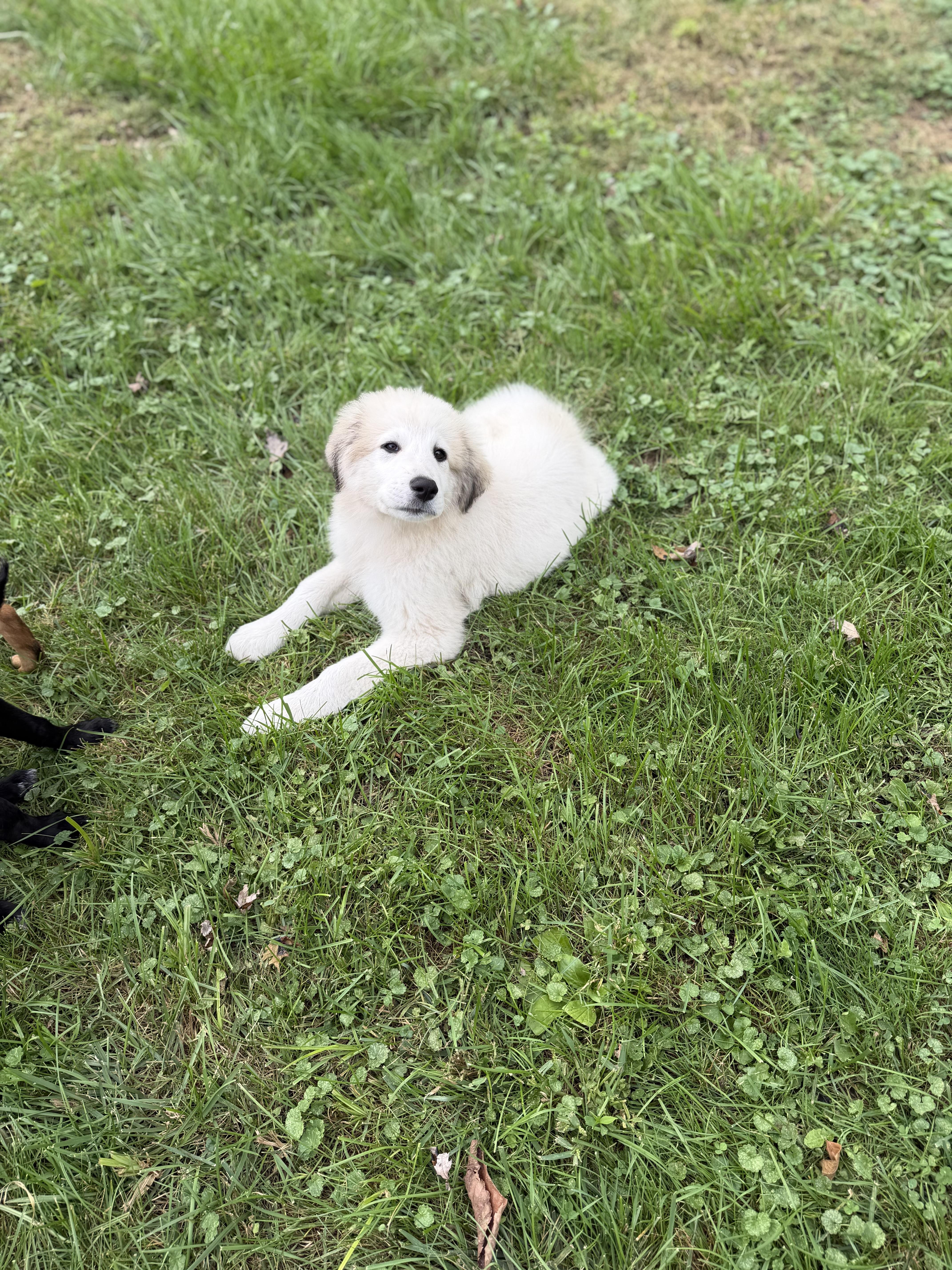 Pearl, Adopted, Puppy Female Great Pyrenees.
