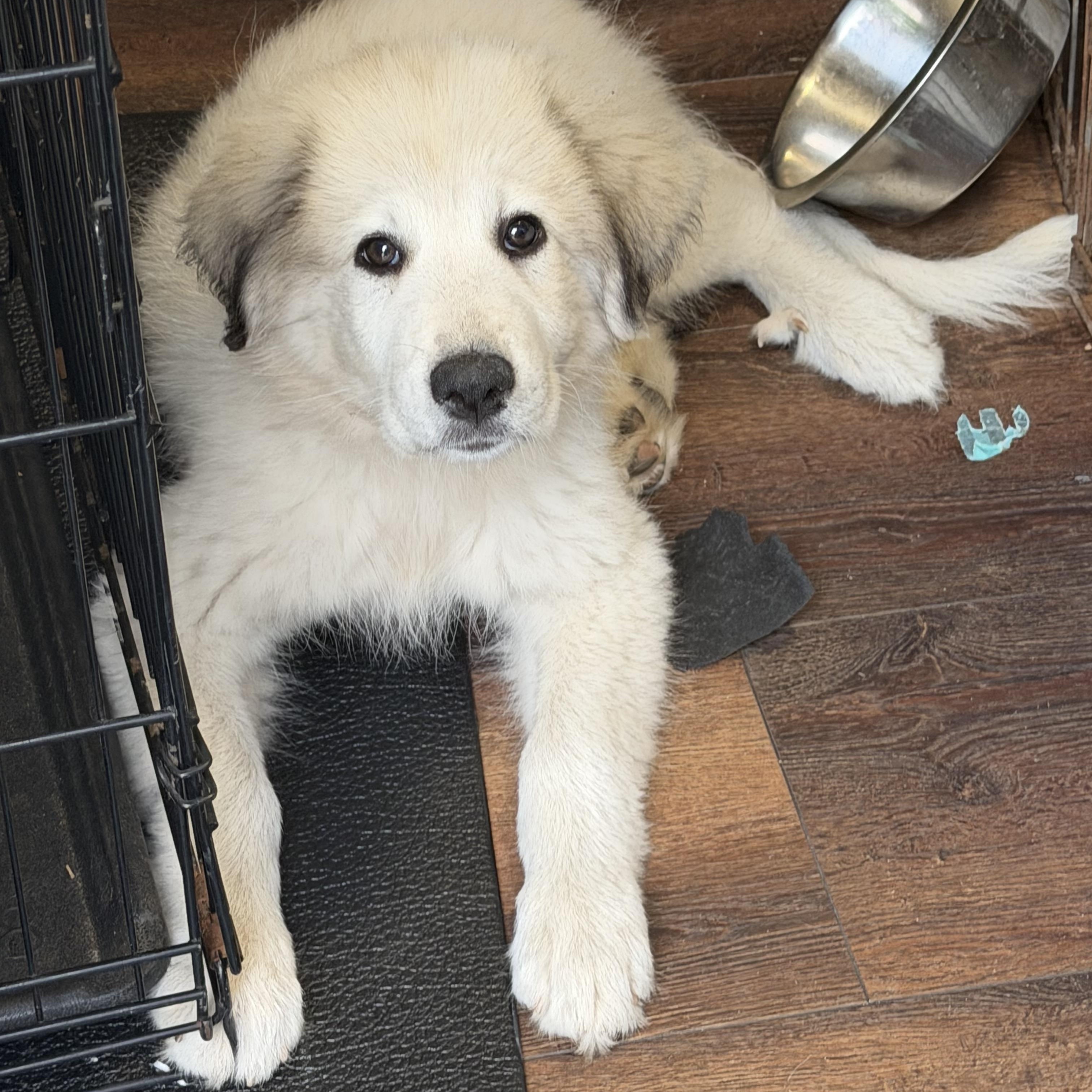Enlarge Pearl, a Adopted Great Pyrenees in St Clair Shores, MI image 2/6