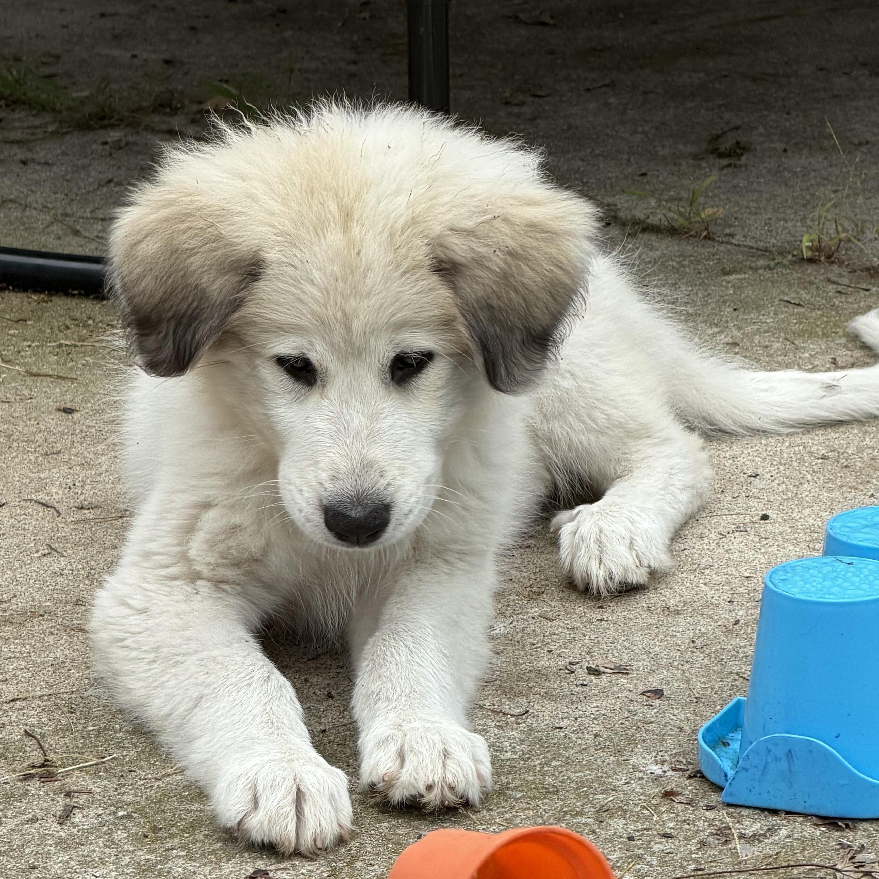 Enlarge Pearl, a Adopted Great Pyrenees in St Clair Shores, MI image 4/6