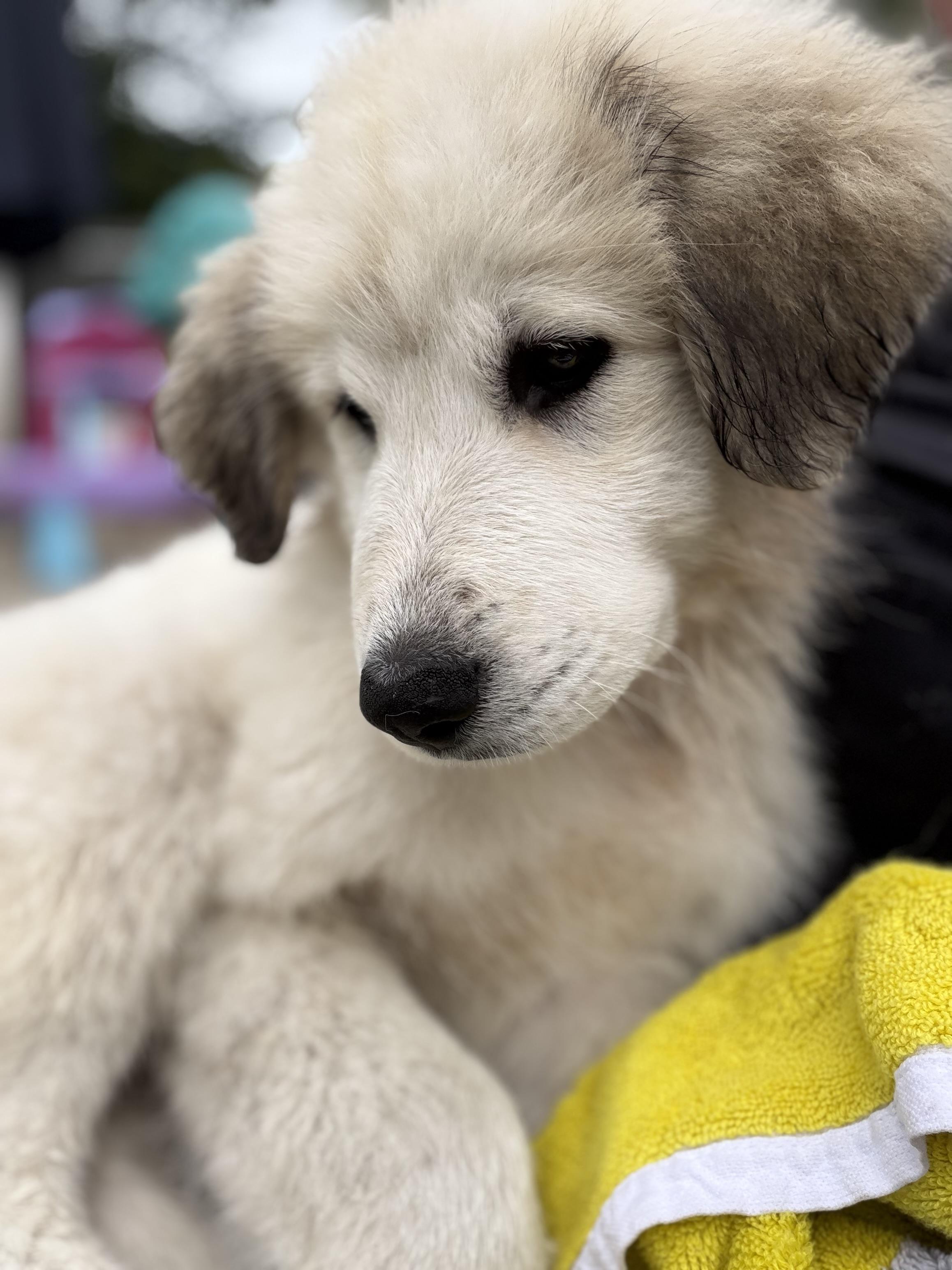 Enlarge Pearl, a Adopted Great Pyrenees in St Clair Shores, MI image 6/6