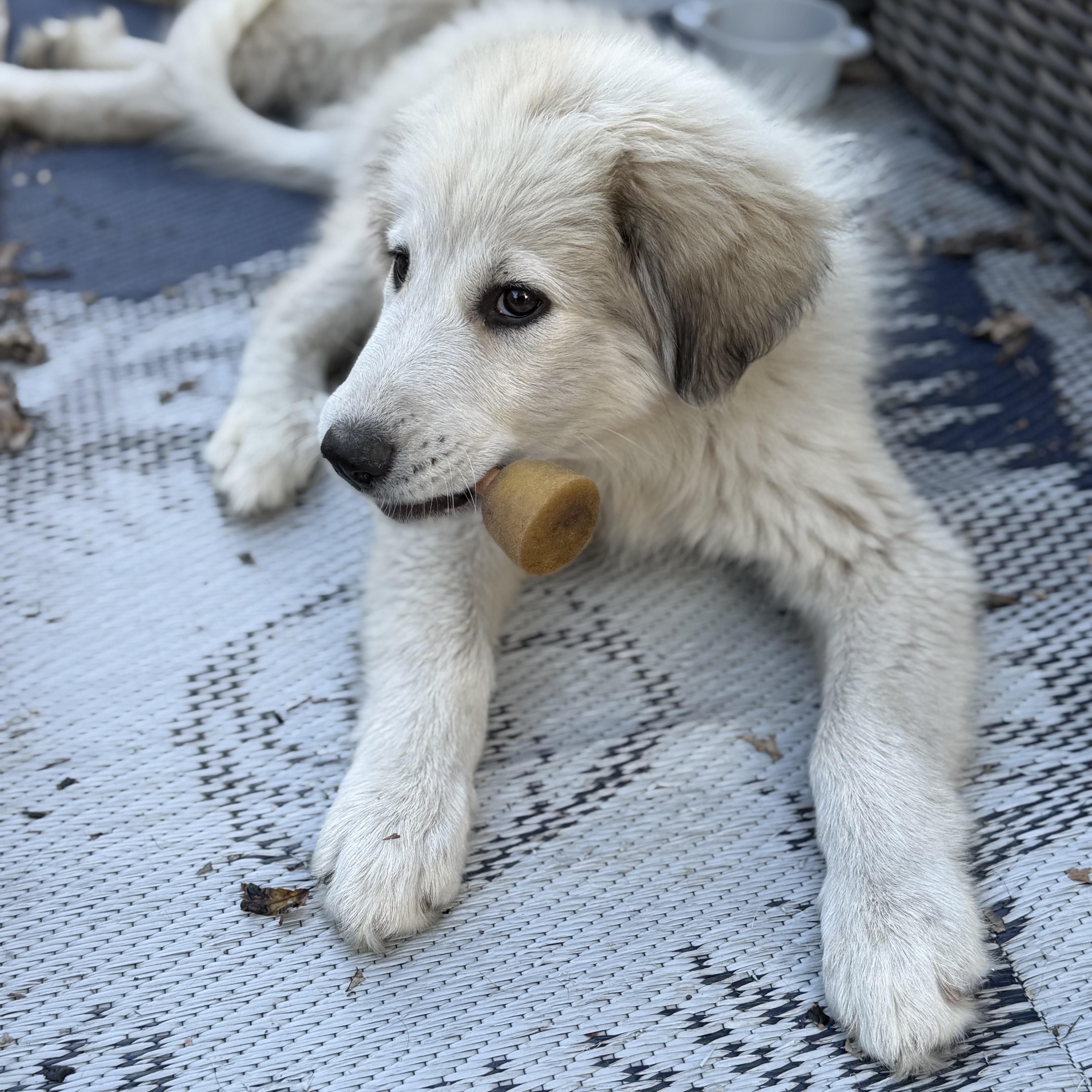 Enlarge Pearl, a Adopted Great Pyrenees in St Clair Shores, MI image 3/6