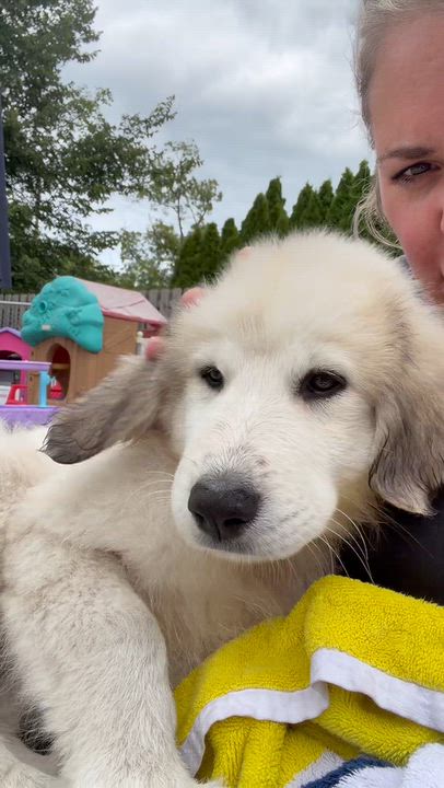 Enlarge Pearl, a Adopted Great Pyrenees in St Clair Shores, MI video 5/6
