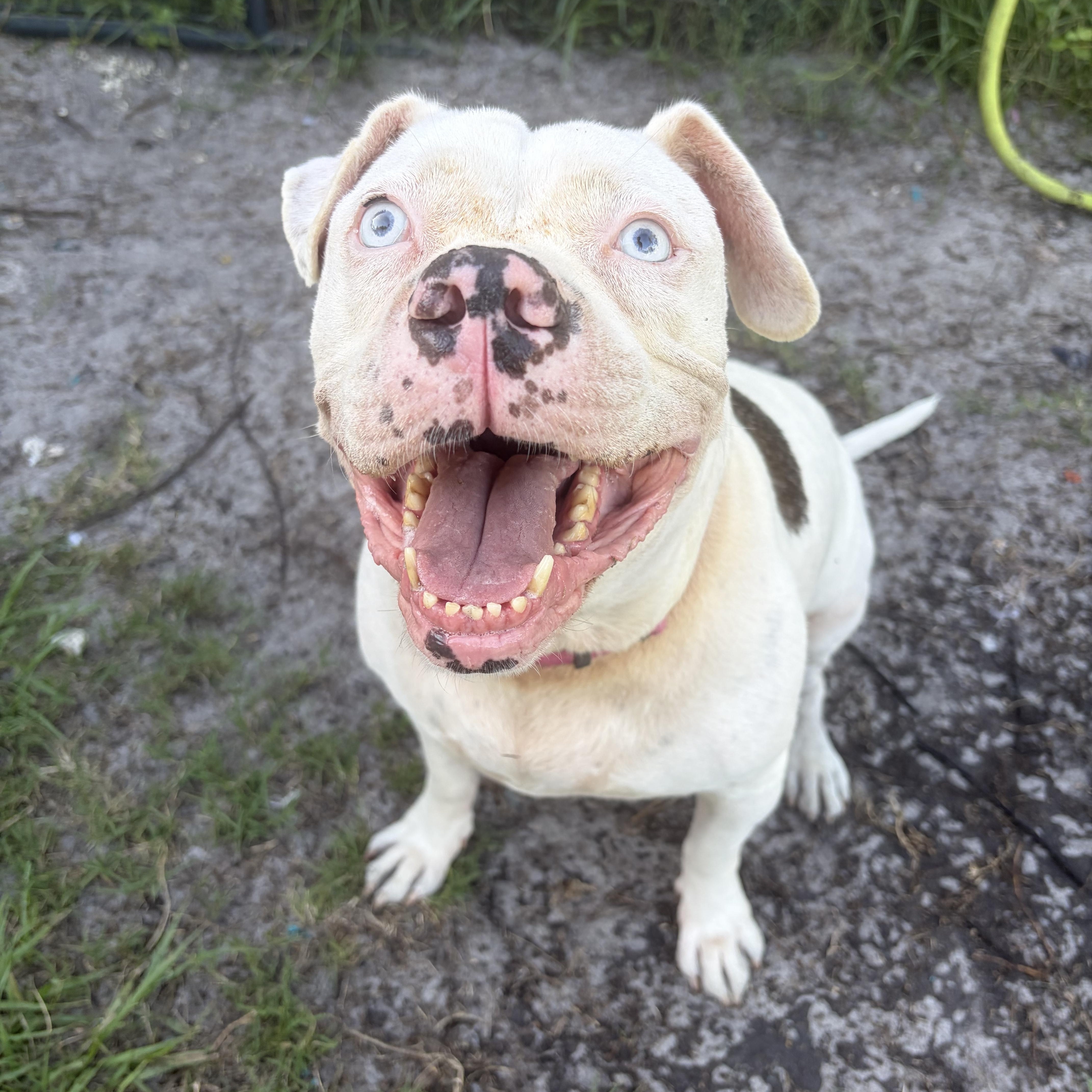 Baby, a ADOPTABLE mixed breed in Arcadia, FL image 2/2