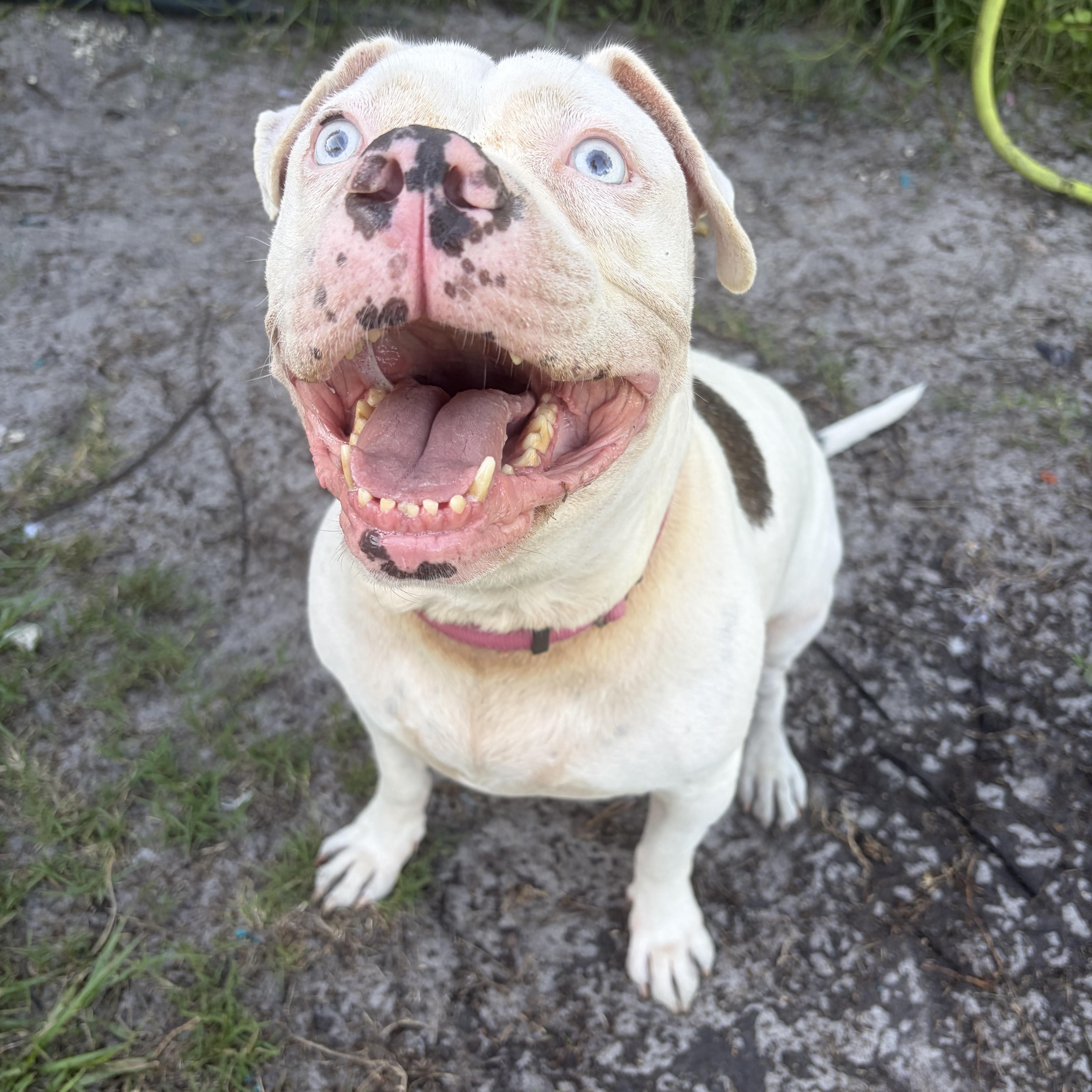 Baby, ADOPTABLE, Adult Female American Bully.