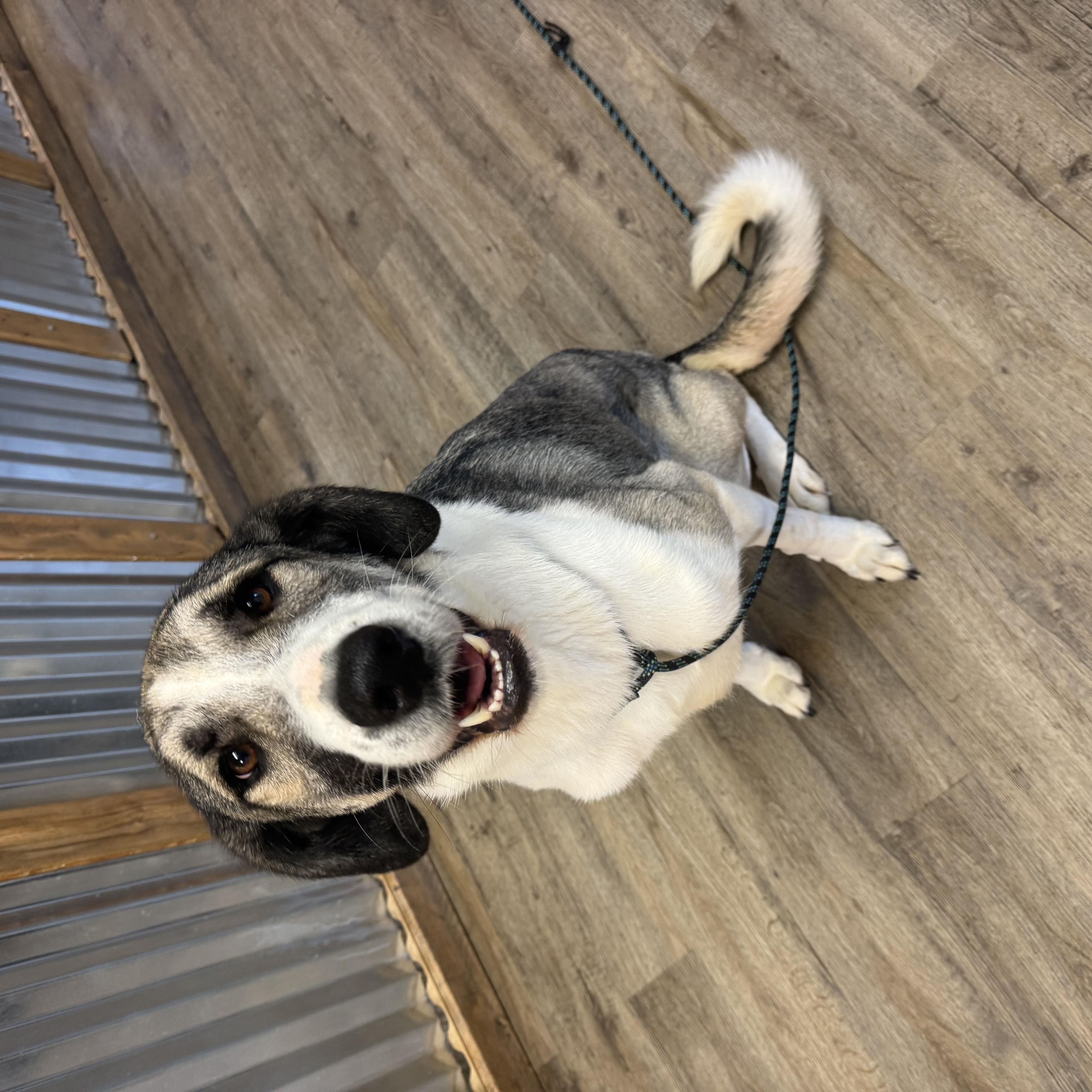 Enlarge Ren, a Adopted mixed breed in Jacksonville, NC image 1/7