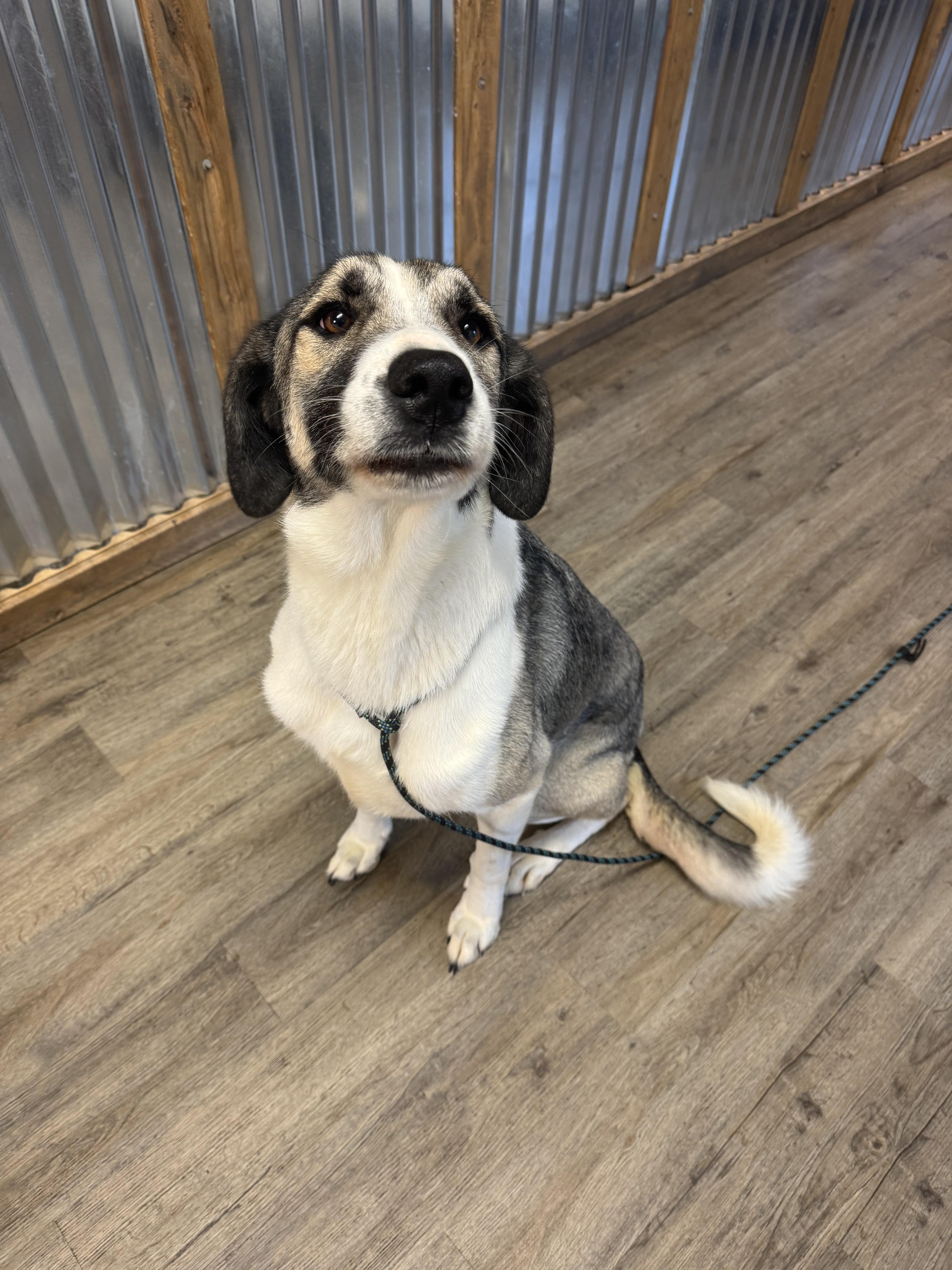 Enlarge Ren, a Adopted mixed breed in Jacksonville, NC image 7/7