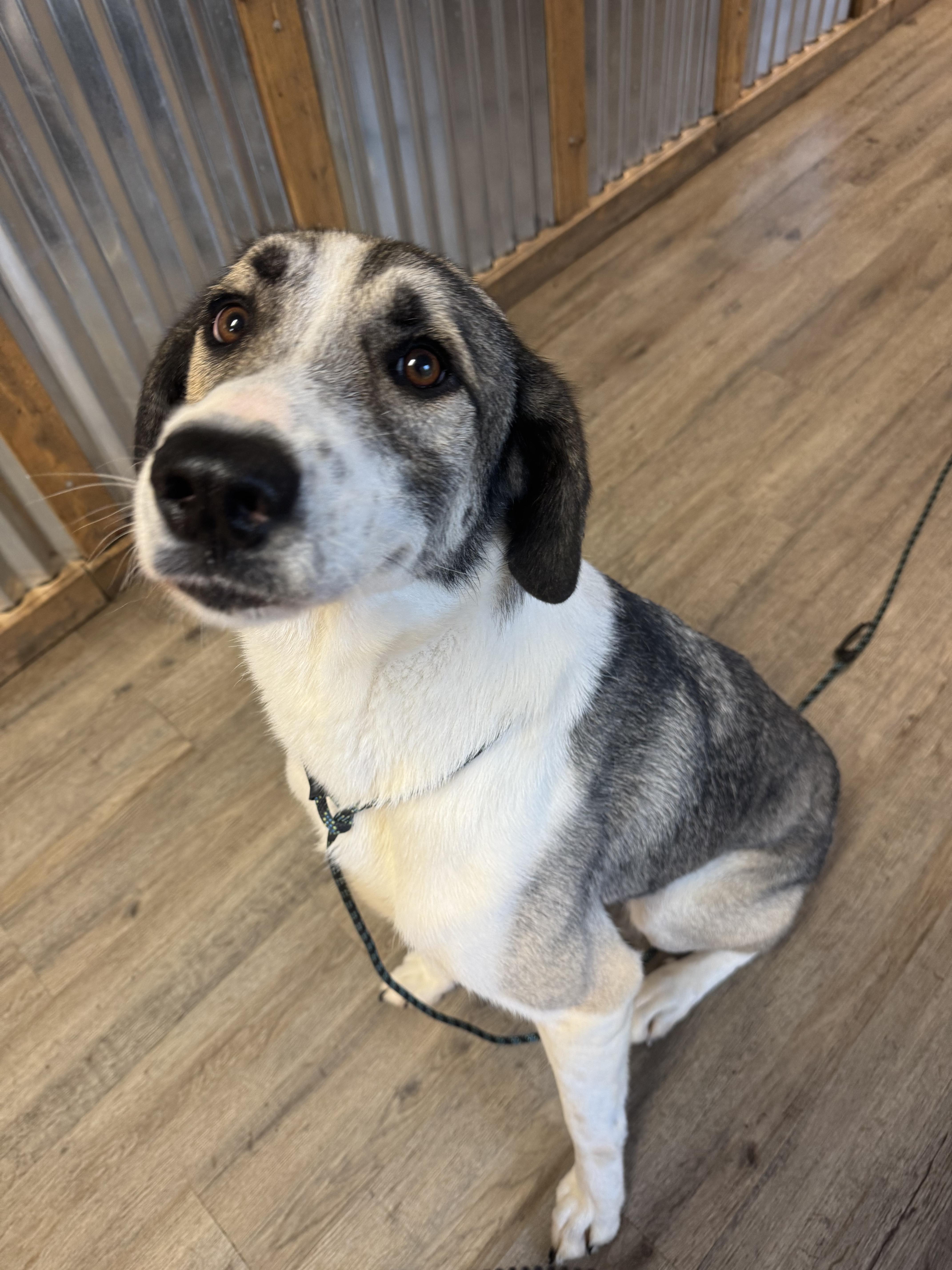 Enlarge Ren, a Adopted mixed breed in Jacksonville, NC image 6/7