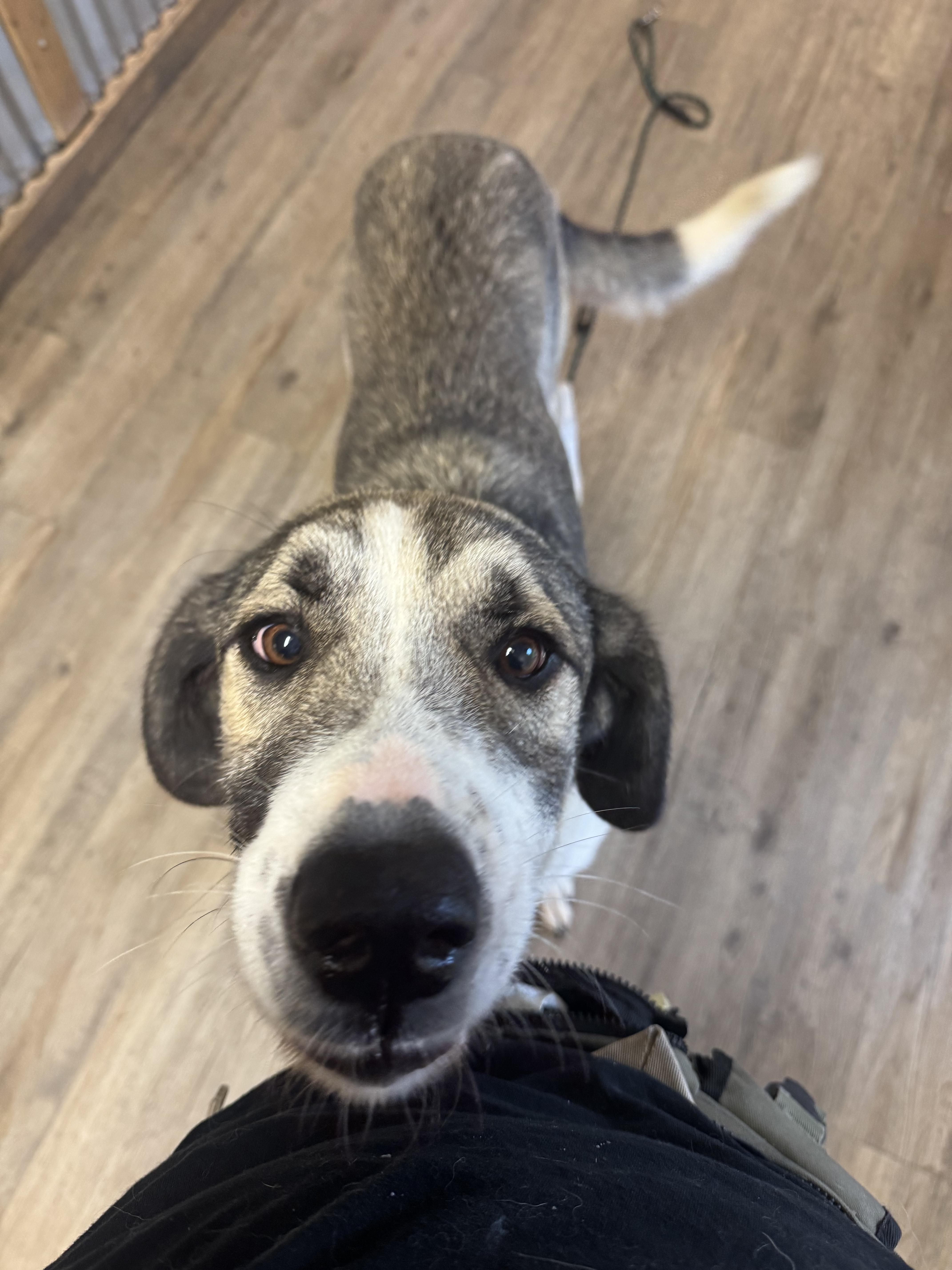 Enlarge Ren, a Adopted mixed breed in Jacksonville, NC image 4/7