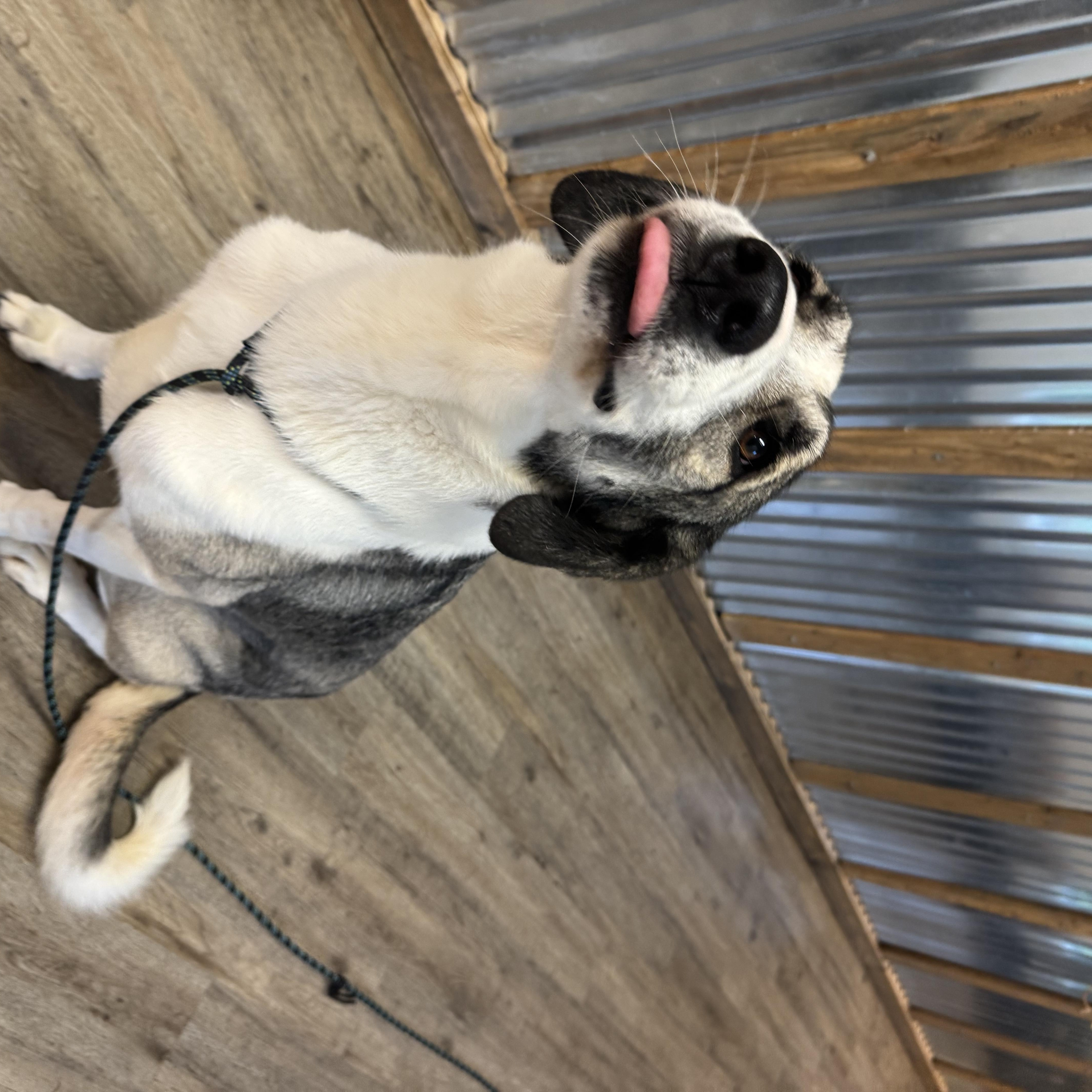 Enlarge Ren, a Adopted mixed breed in Jacksonville, NC image 3/7