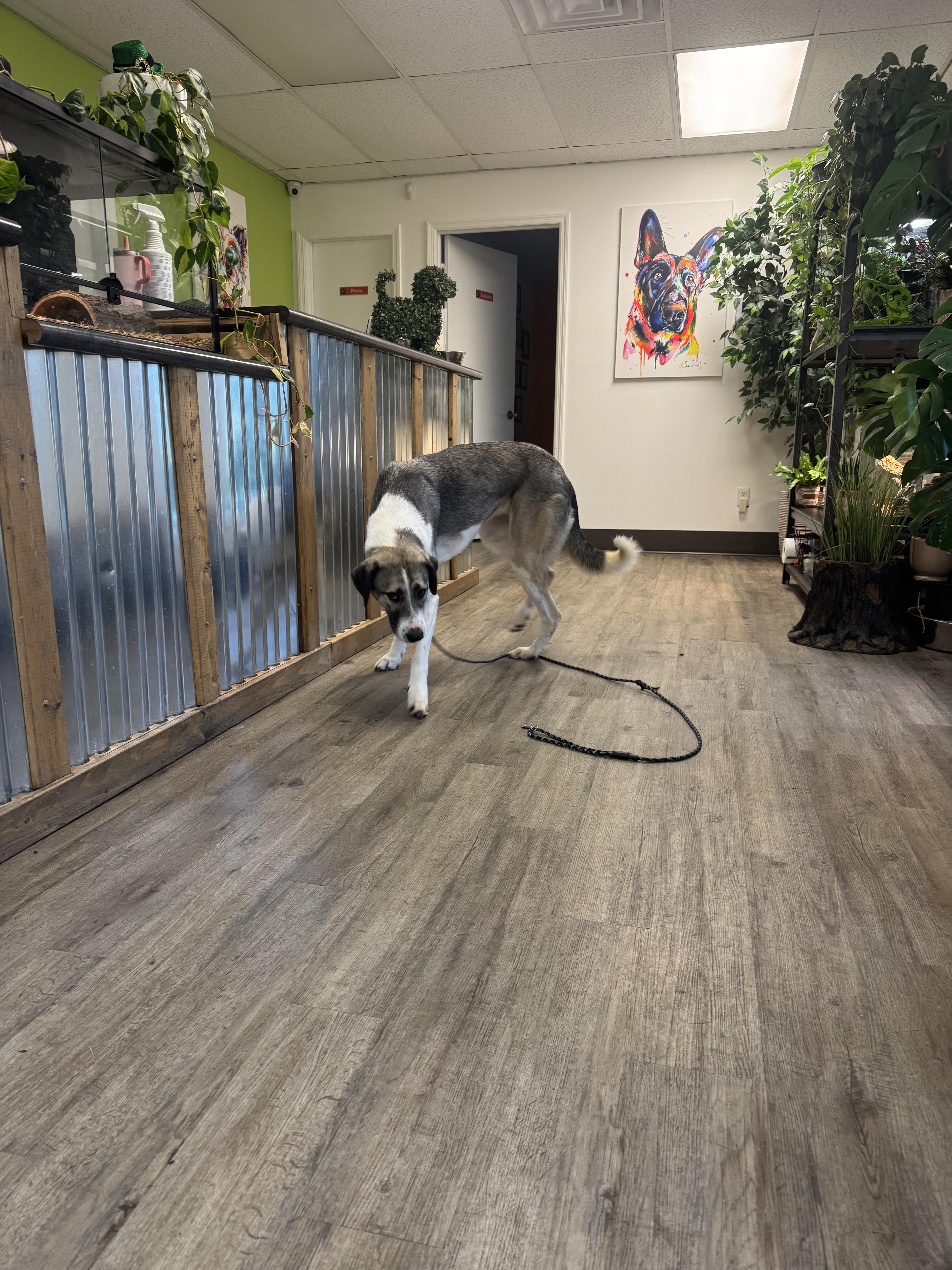 Enlarge Ren, a Adopted mixed breed in Jacksonville, NC image 5/7