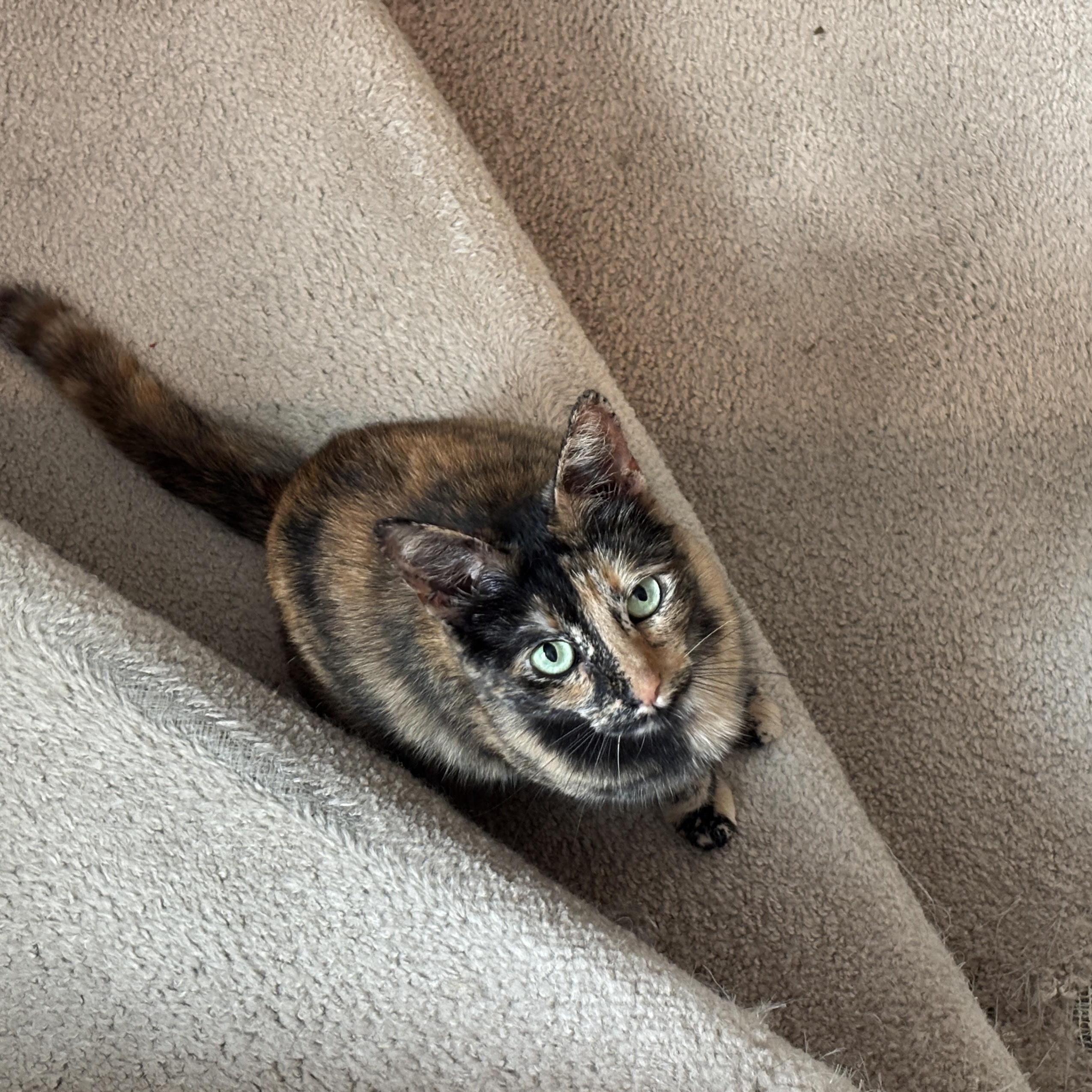 Trixie Mattel, ADOPTABLE, Adult Female Domestic Short Hair.