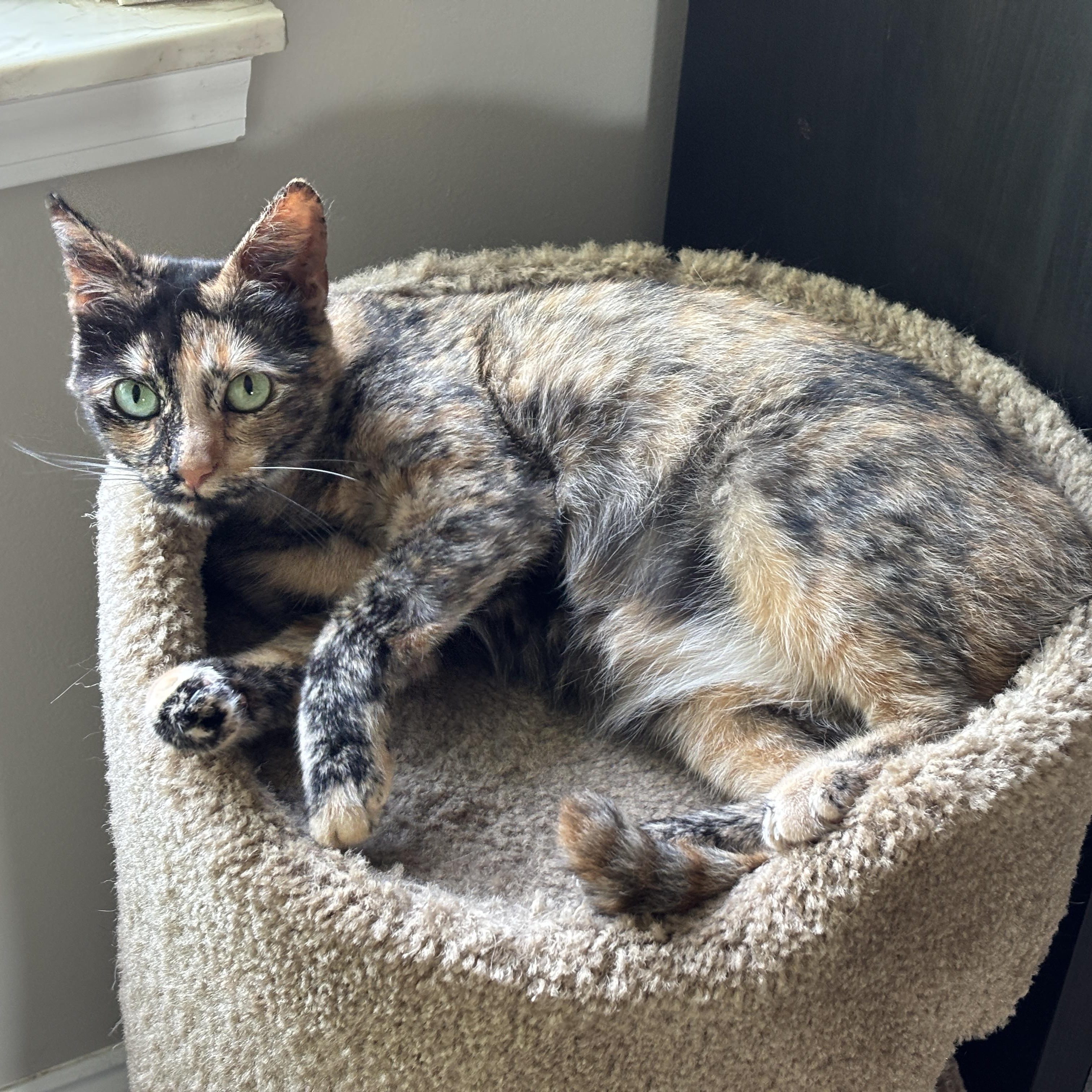 Trixie Mattel, a ADOPTABLE Domestic Short Hair in Royal Oak, MI image 2/6