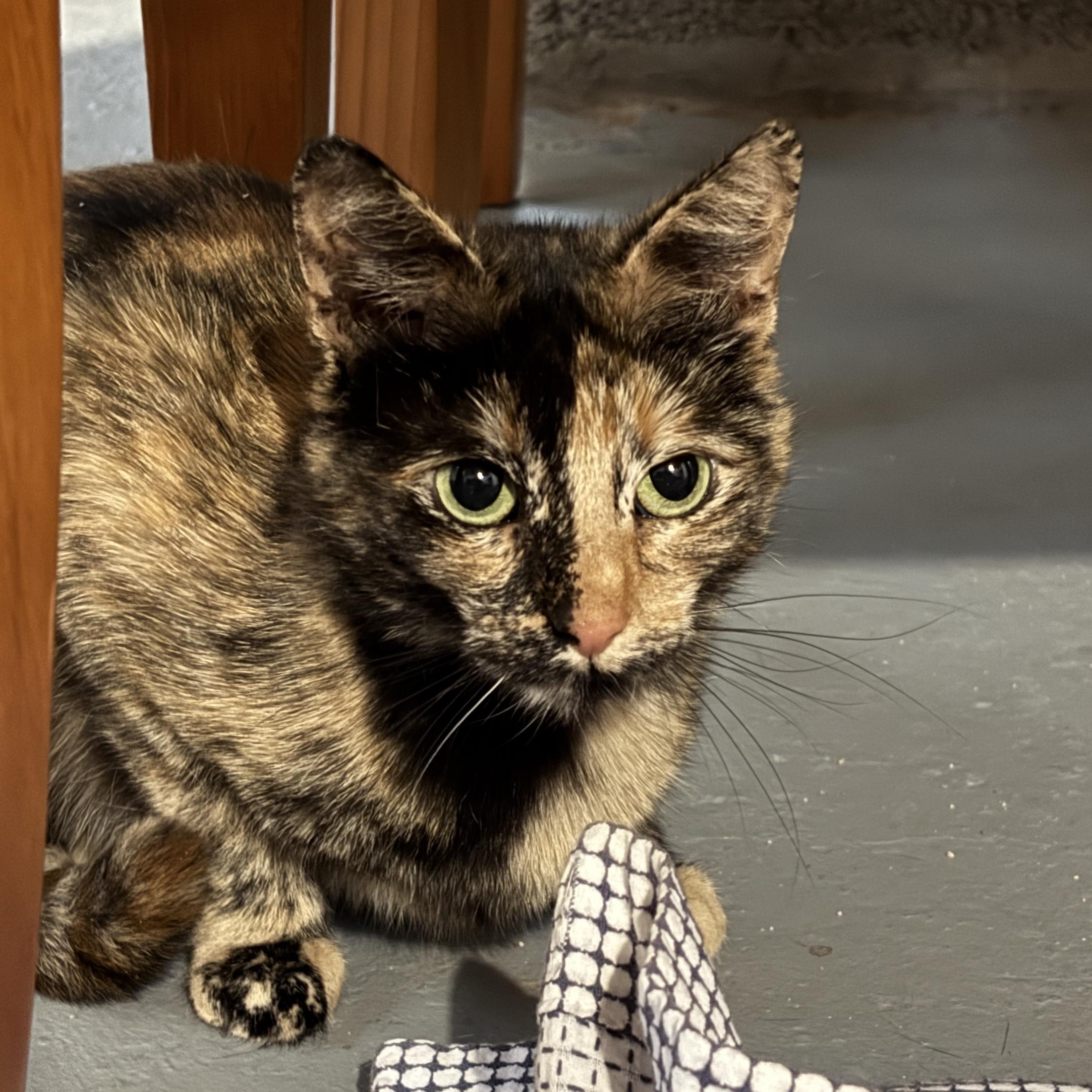 Trixie Mattel, a ADOPTABLE Domestic Short Hair in Royal Oak, MI image 5/6