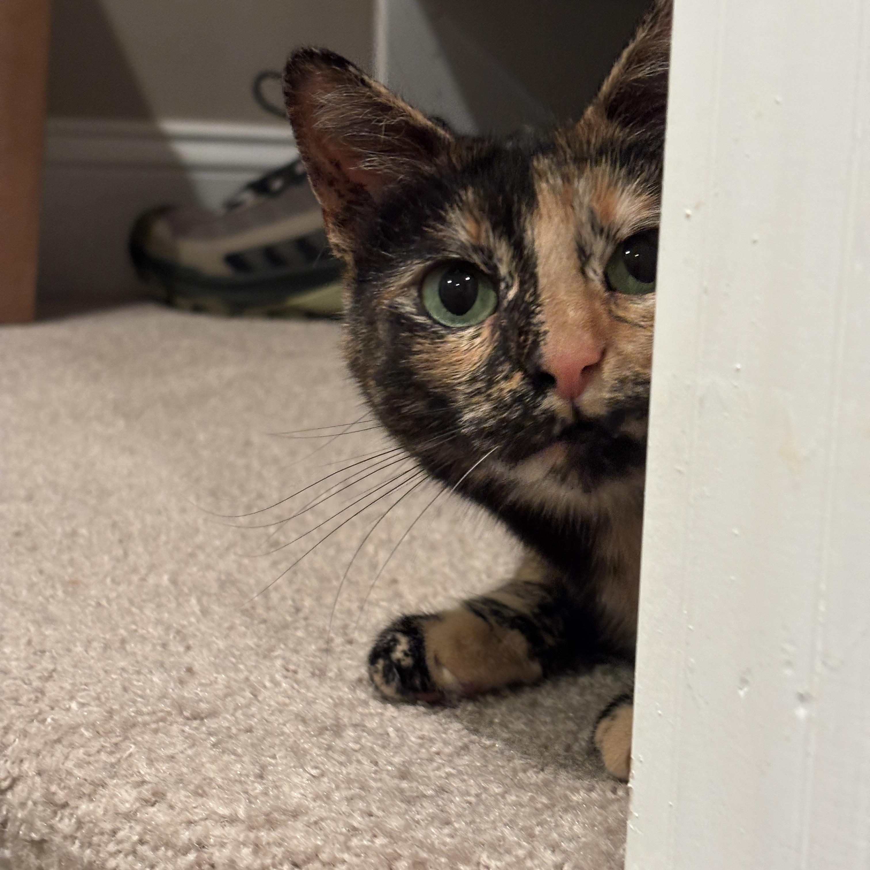 Trixie Mattel, a ADOPTABLE Domestic Short Hair in Royal Oak, MI image 3/6