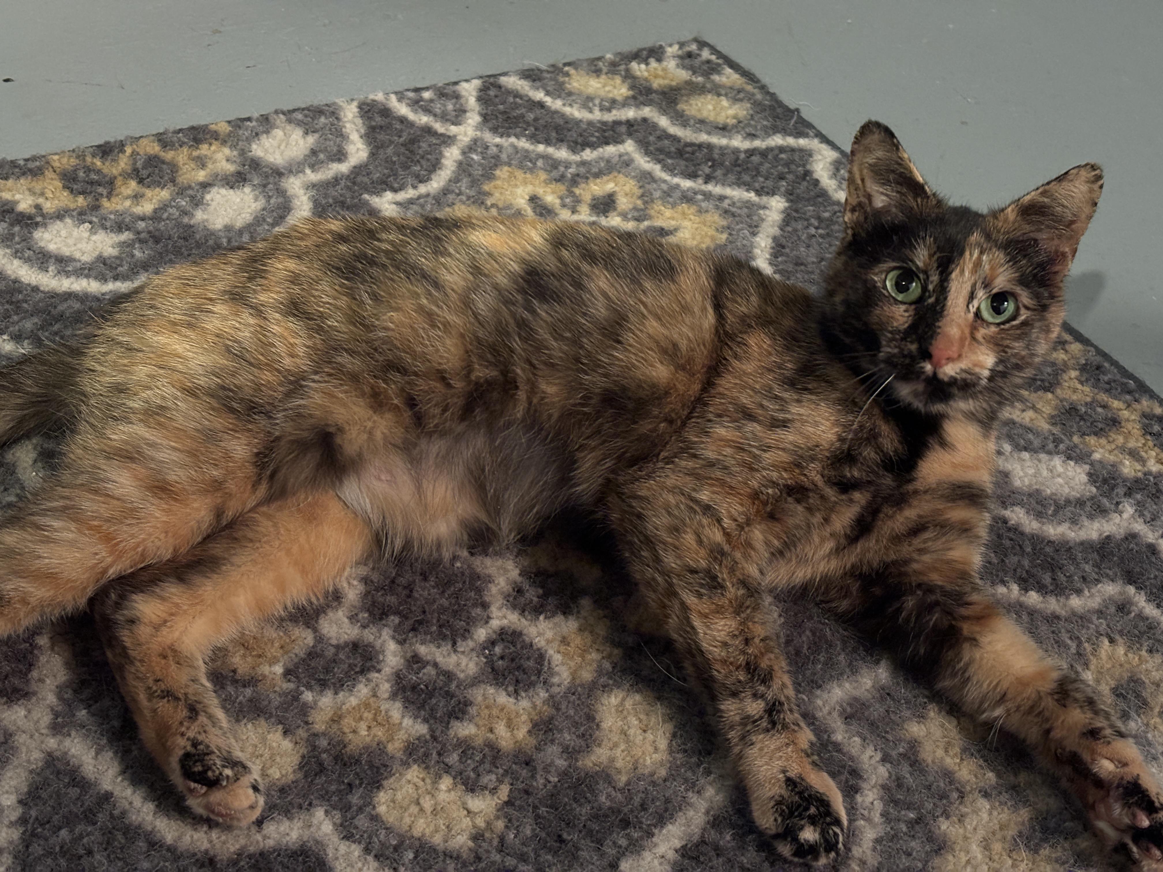 Trixie Mattel, a ADOPTABLE Domestic Short Hair in Royal Oak, MI image 4/6