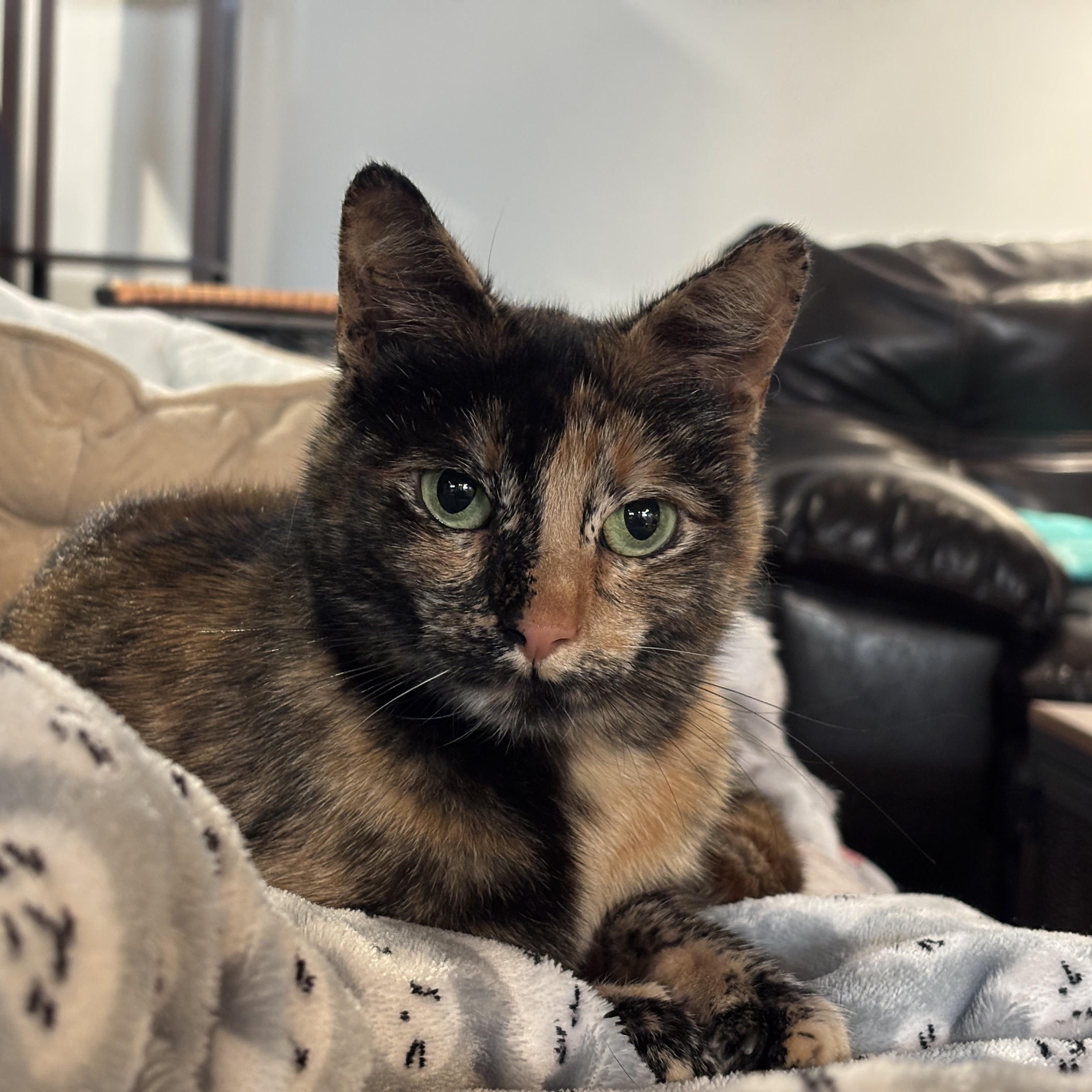 Trixie Mattel, a ADOPTABLE Domestic Short Hair in Royal Oak, MI image 6/6