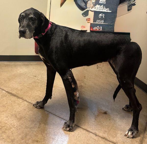 Lexi, Adoptable, Adult Female Great Dane.