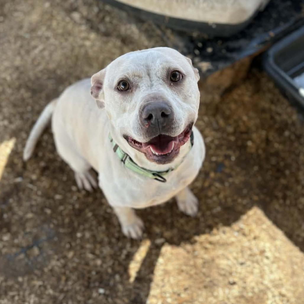 Enlarge Loco, a Adoptable Pit Bull Terrier in Stephenville, TX image 1/5
