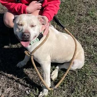 Enlarge Loco, a Adoptable Pit Bull Terrier in Stephenville, TX image 2/5