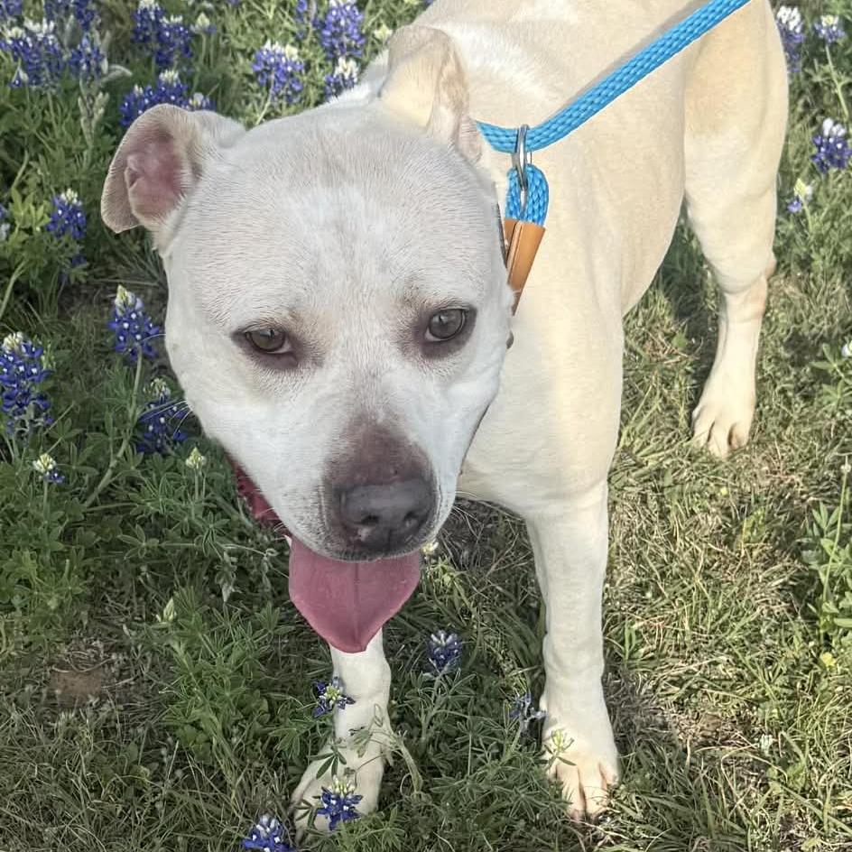 Enlarge Loco, a Adoptable Pit Bull Terrier in Stephenville, TX image 3/5