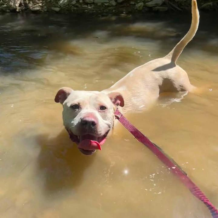 Enlarge Loco, a Adoptable Pit Bull Terrier in Stephenville, TX image 4/6