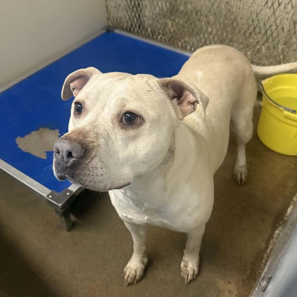 Enlarge Loco, a Adoptable Pit Bull Terrier in Stephenville, TX image 4/5