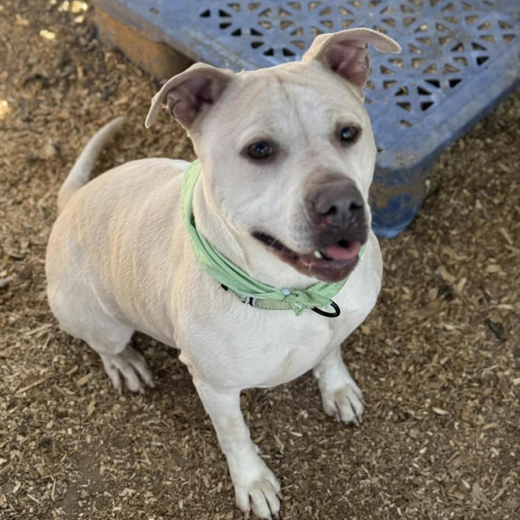 Enlarge Loco, a Adoptable Pit Bull Terrier in Stephenville, TX image 5/5