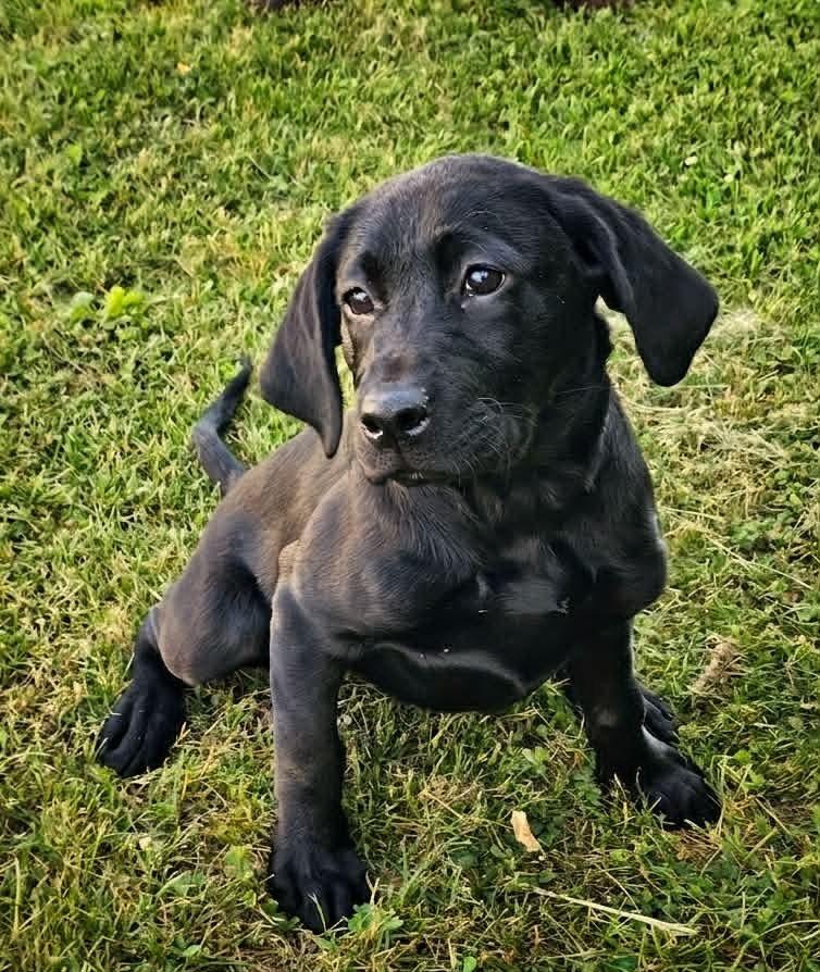 Alice, a Adoptable mixed breed in Saginaw, MI image 1/3