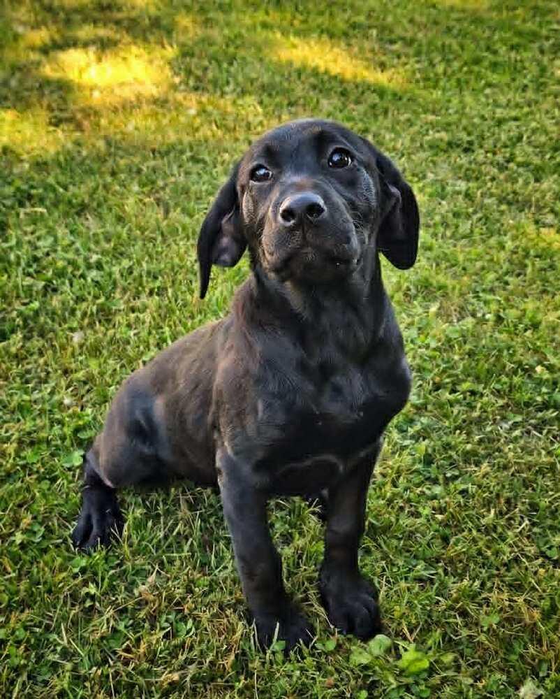 Alice, a Adoptable mixed breed in Saginaw, MI image 2/3