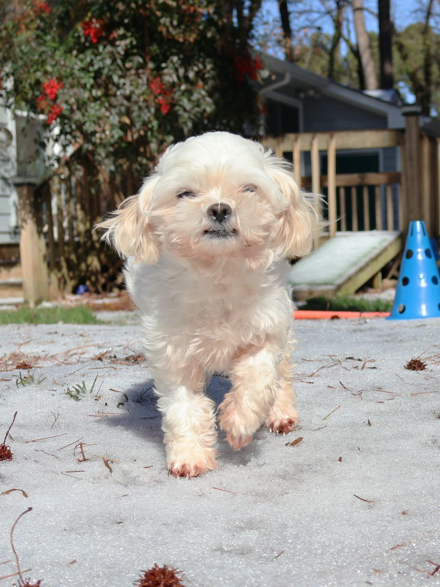 Enlarge Cream Cheese, a Adoptable mixed breed in Garner, NC image 2/3