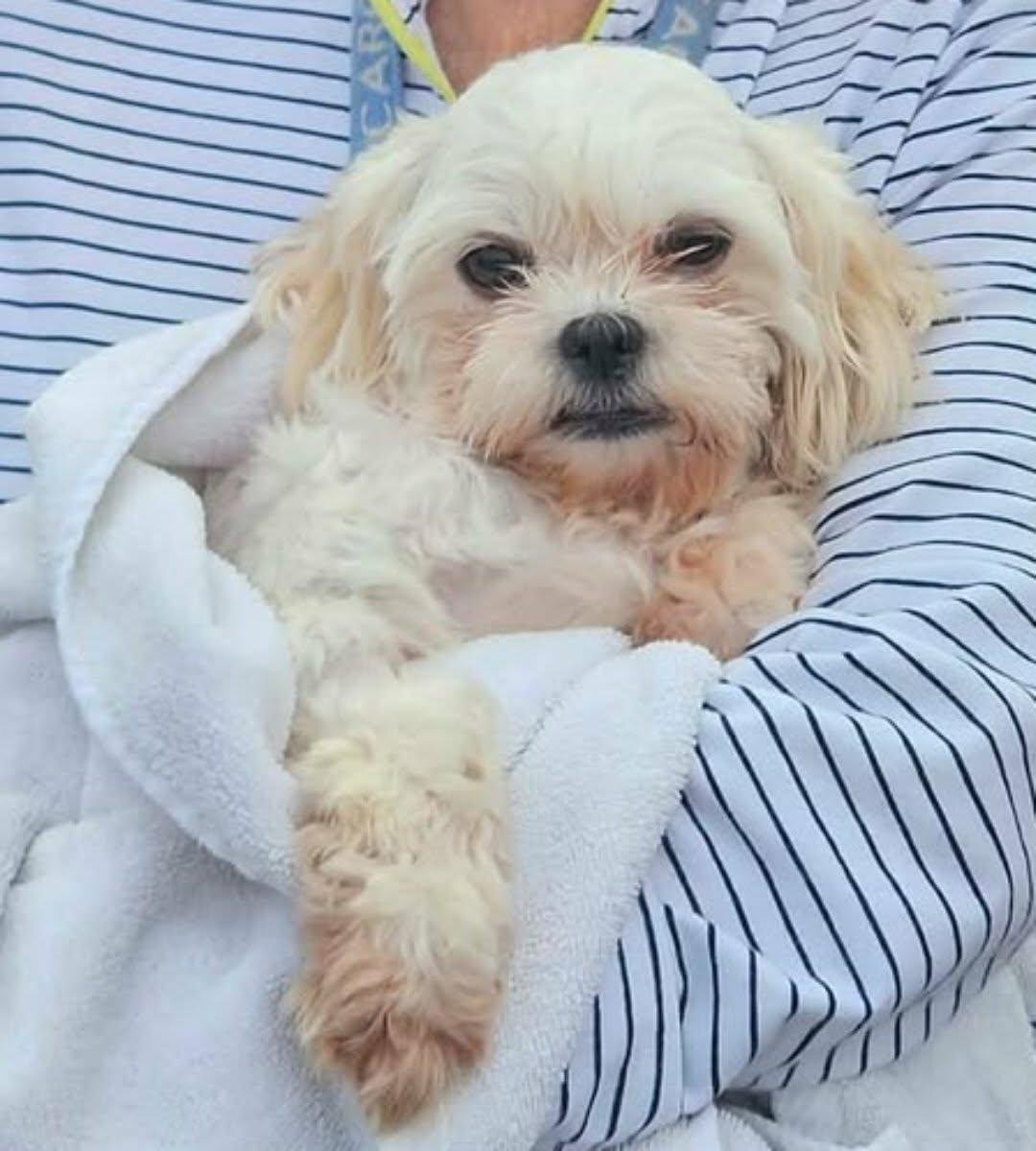 Cream Cheese, Adoptable, Adult Female Shih Tzu & Maltese.
