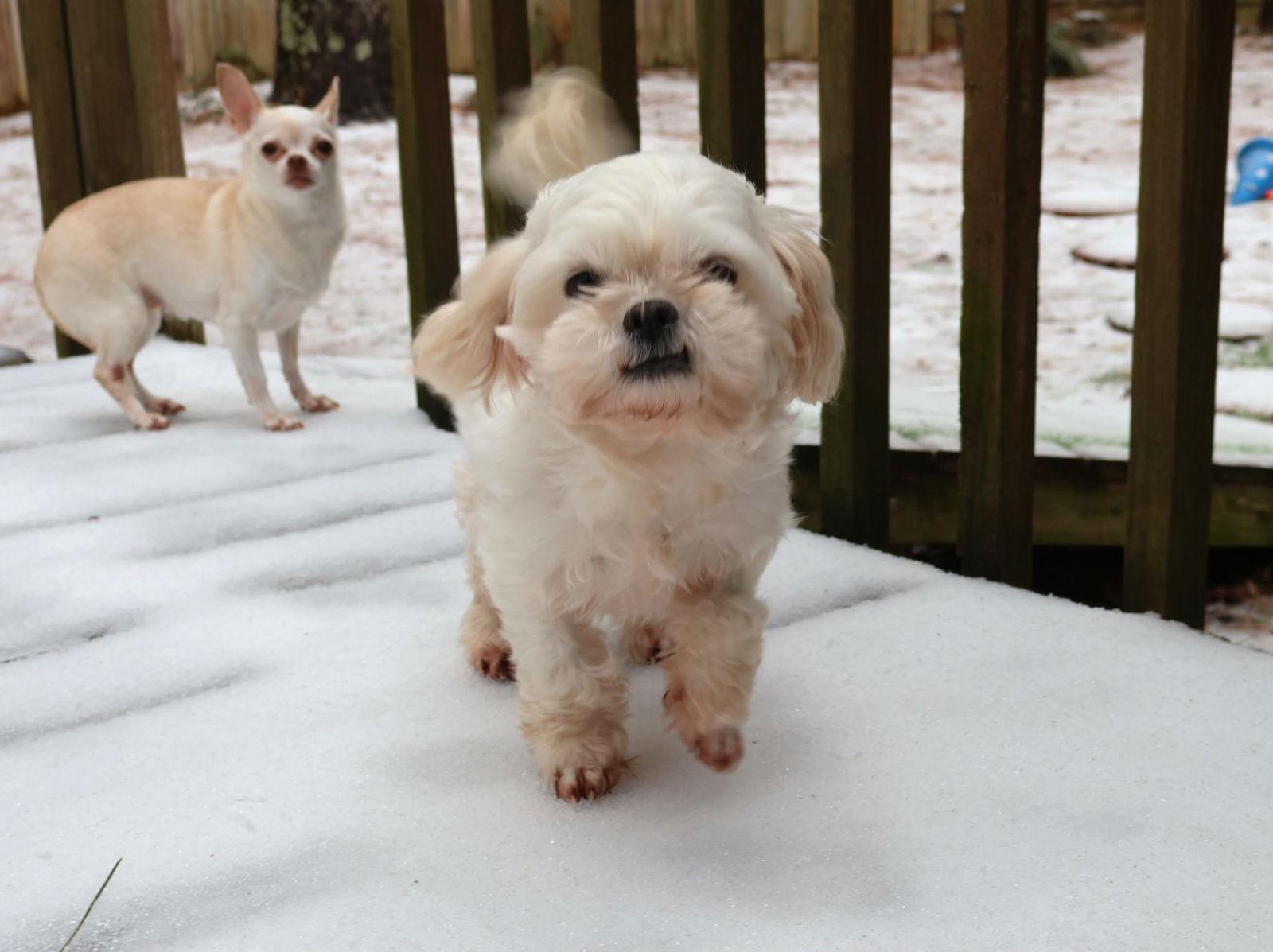 Enlarge Cream Cheese, a Adoptable mixed breed in Garner, NC image 3/3