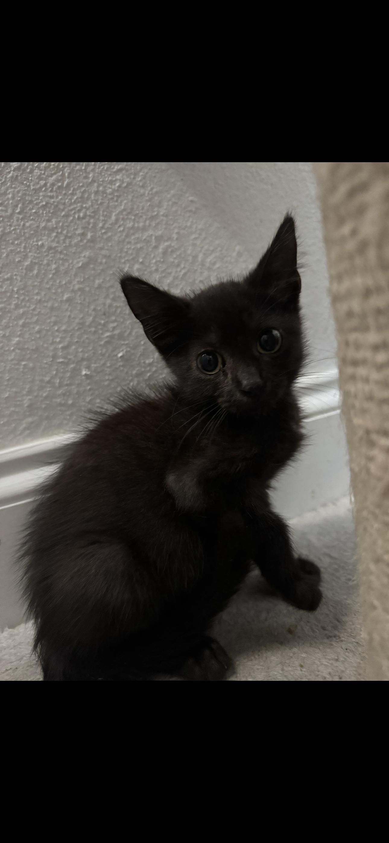 Dallas, Adoptable, Young Female American Shorthair.