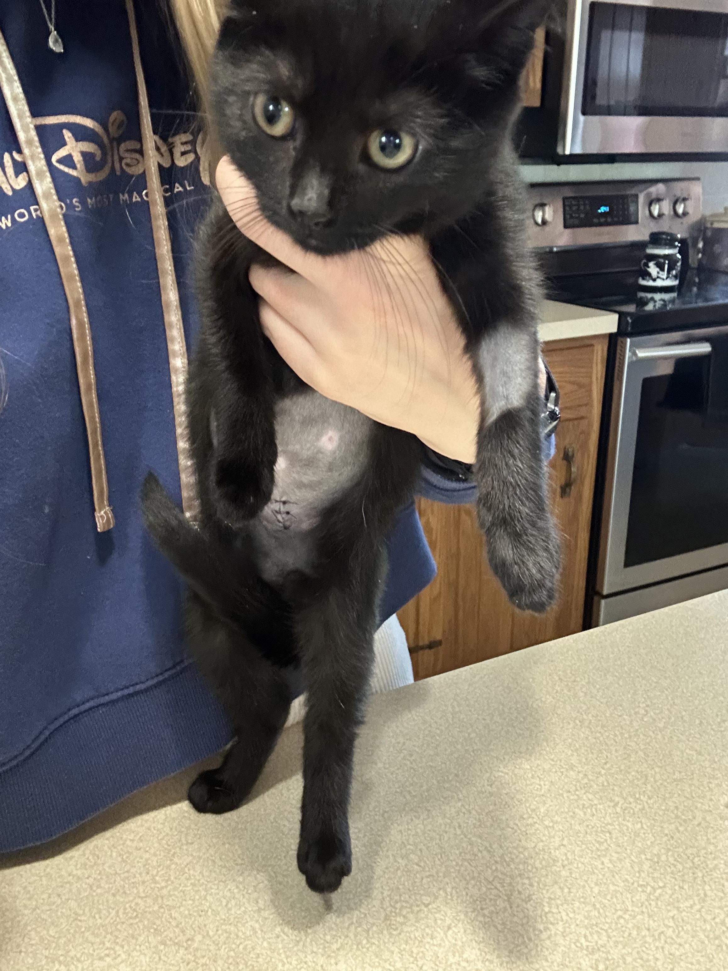 Enlarge Blair, a Adoptable Domestic Short Hair in Hellertown, PA image 1/1