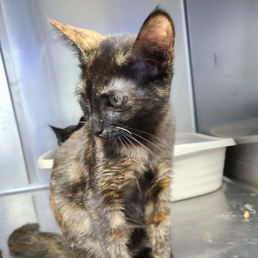 Spice, Adoptable, Kitten Female Domestic Short Hair.