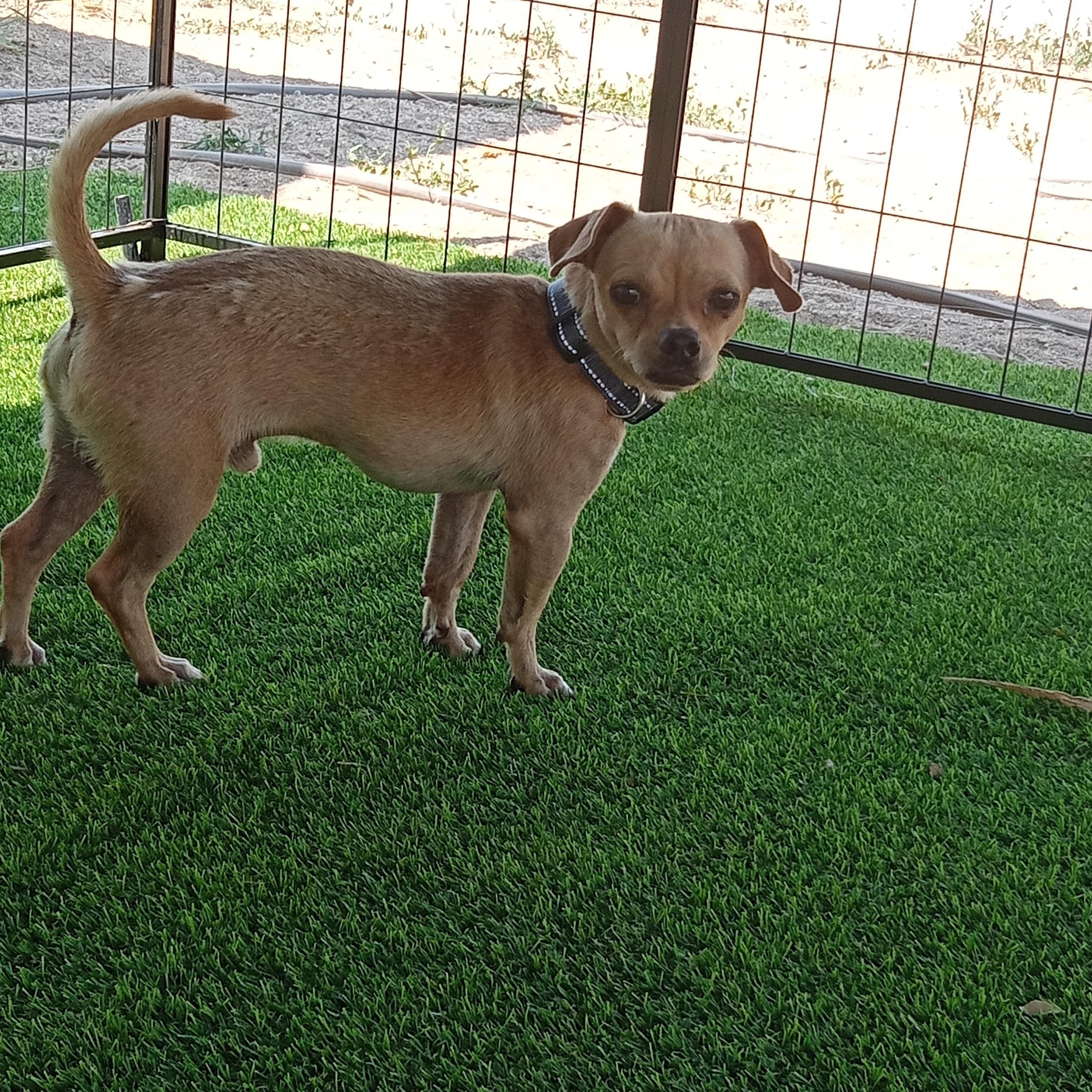 Ezra, ADOPTABLE, Young Male Chihuahua & Pug.