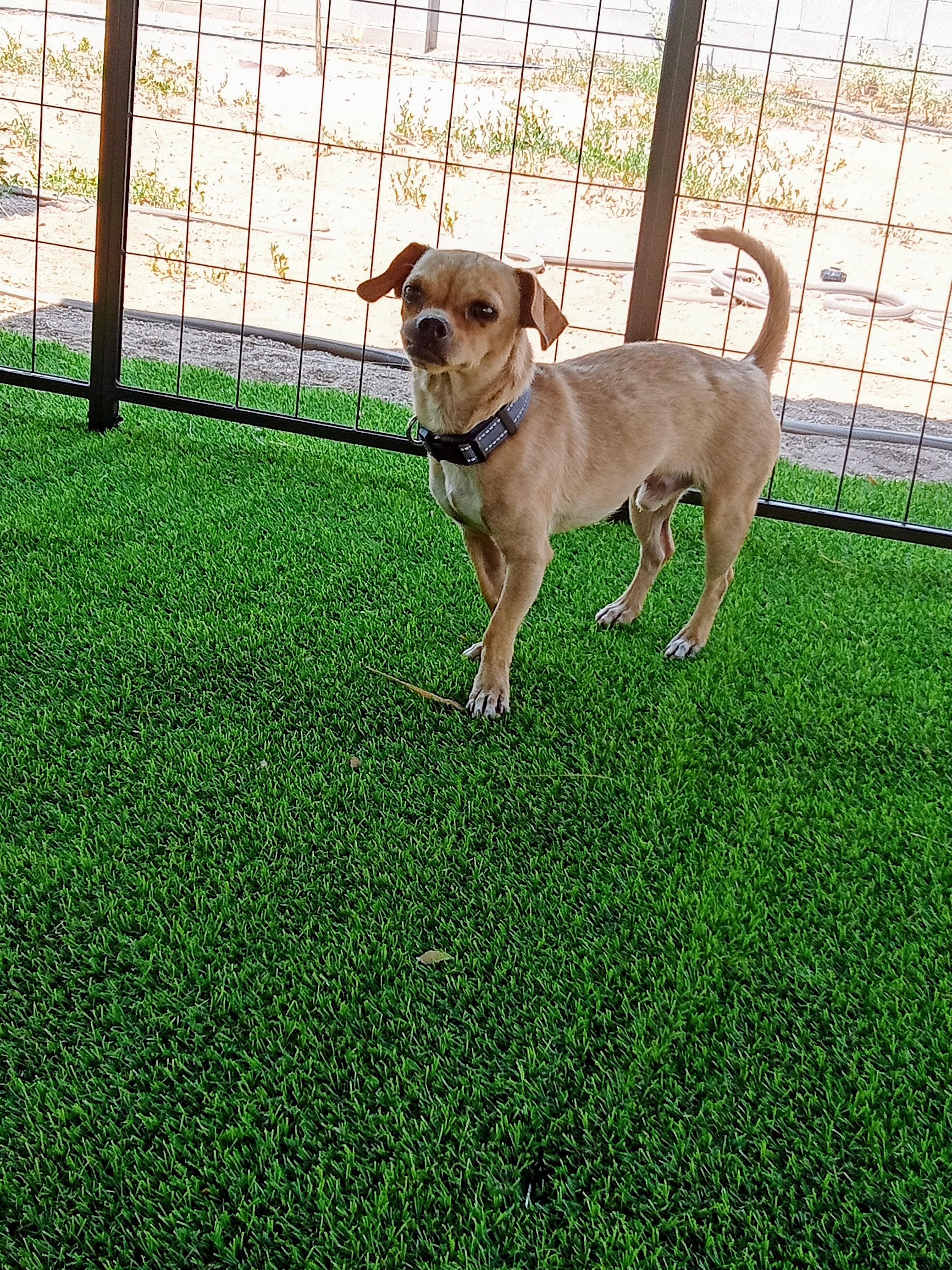 Enlarge Ezra, a ADOPTABLE mixed breed in Albuquerque, NM image 2/2