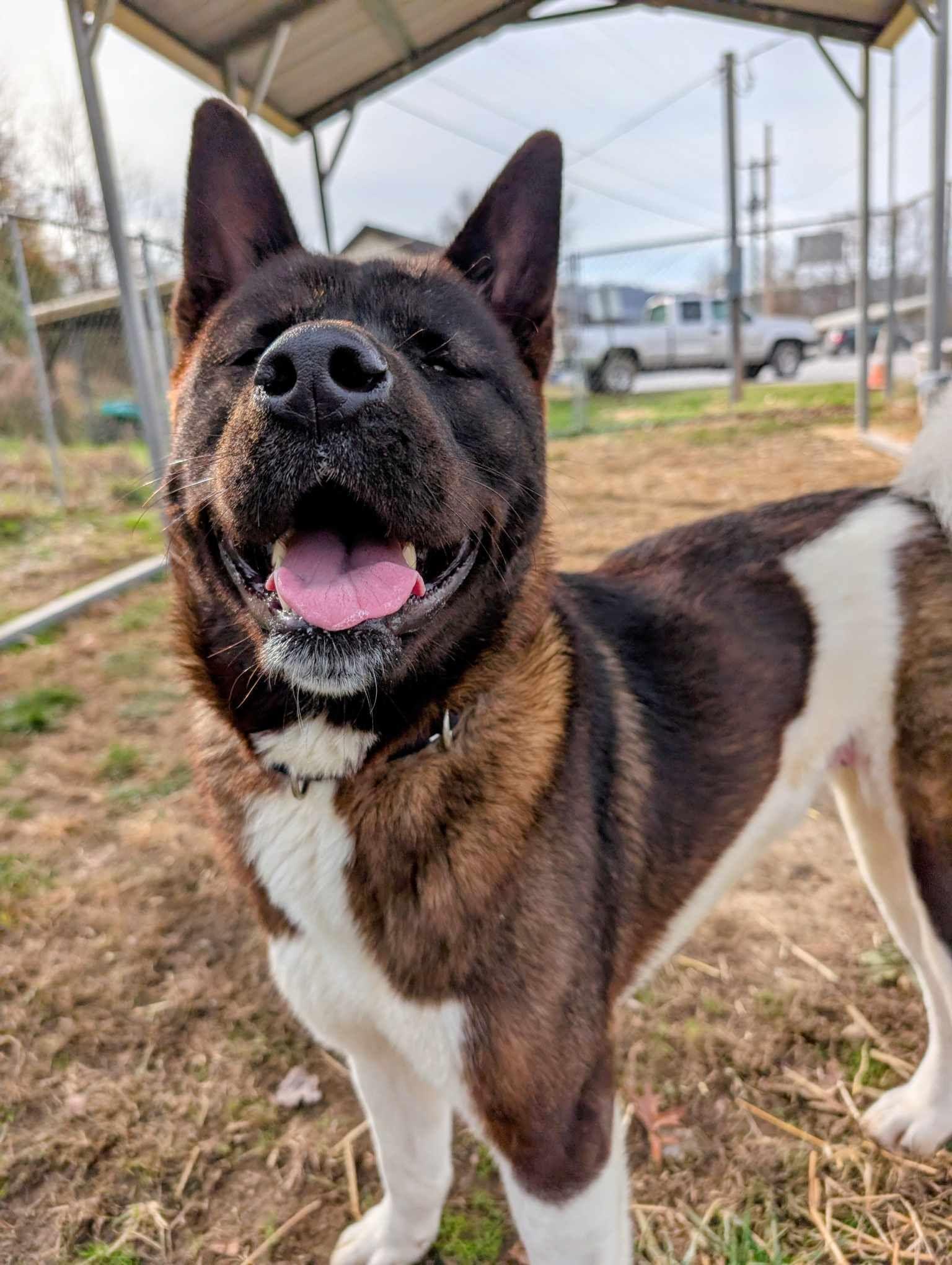 Sally , ADOPTABLE, Adult Female Akita.