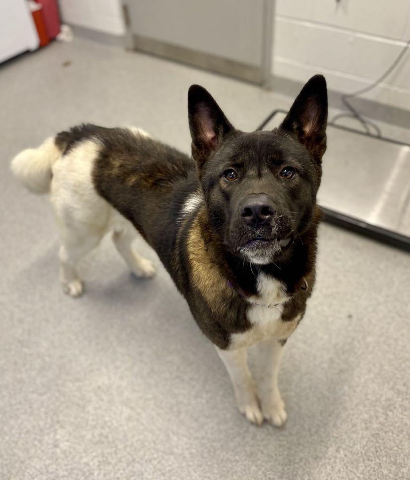 Sally , ADOPTABLE, Adult Female Akita.