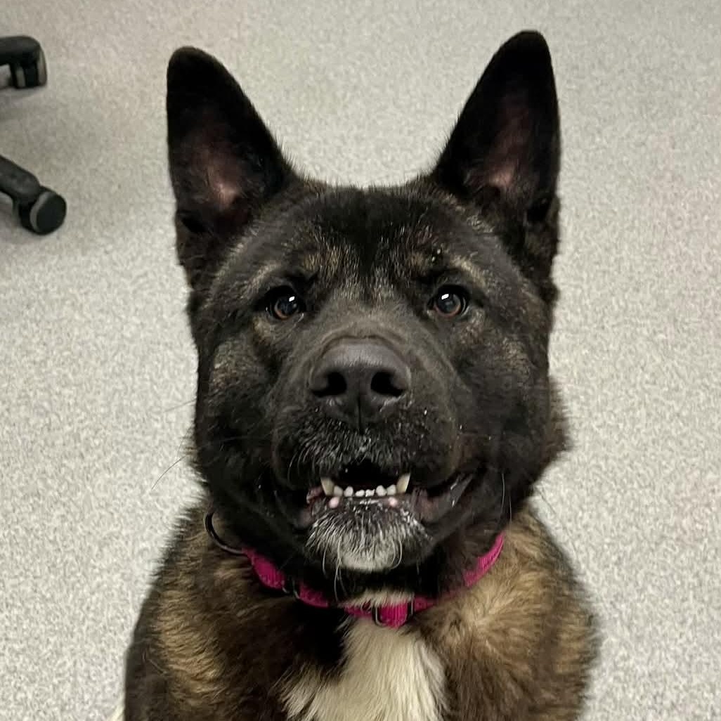 Enlarge Sally , a ADOPTABLE Akita in Moundsville, WV image 2/2