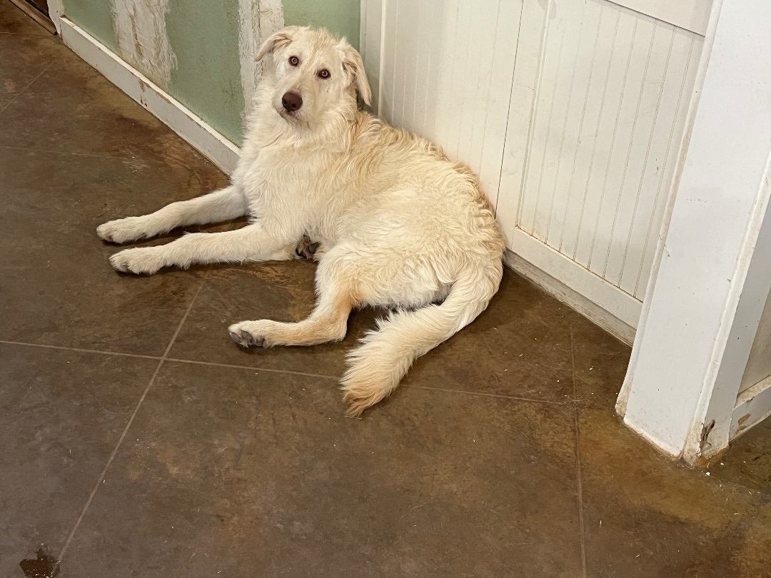 Fiona , Adopted, Puppy Female Labrador Retriever & Irish Wolfhound.