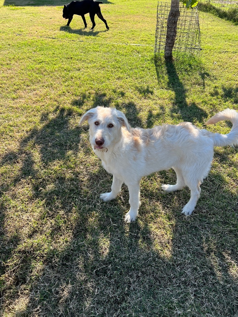 Enlarge Fiona , a Adopted mixed breed in Farmersville, TX image 3/6