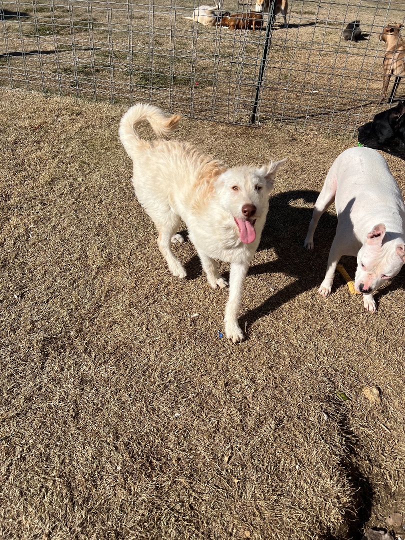 Enlarge Fiona , a Adopted mixed breed in Farmersville, TX image 4/6