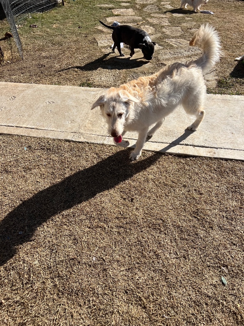 Enlarge Fiona , a Adopted mixed breed in Farmersville, TX image 6/6